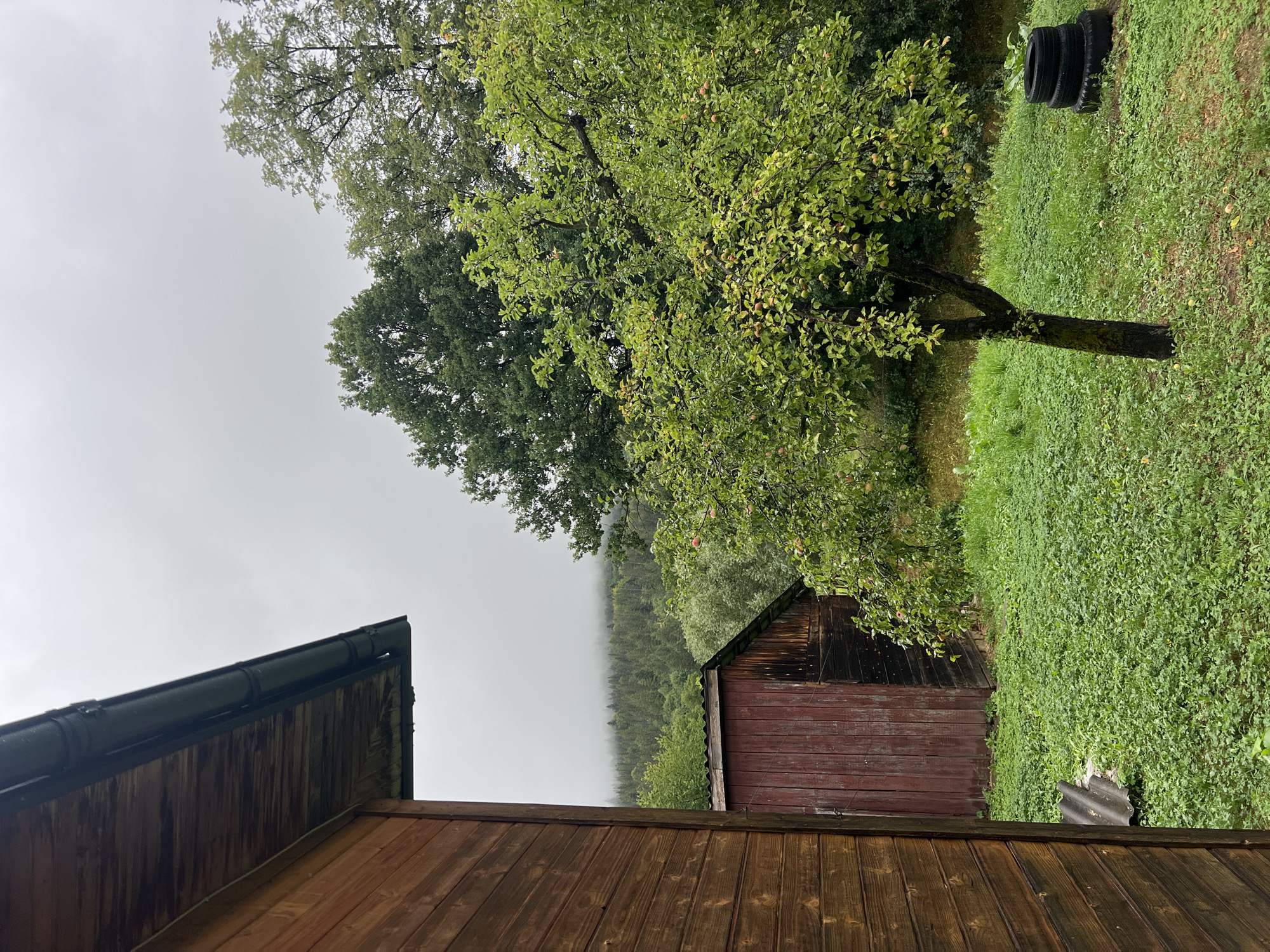 The image captures a cloudy, overcast day in Yaremche, Ukraine, likely in a rural or suburban setting. In the foreground, the side of a wooden building with horizontal planks is visible on the left, showing a dark, weathered wood grain and a gutter system. To the right of the building, a small, red wooden shed with a corrugated metal roof stands. In the middle ground, an apple tree with green leaves and ripening apples is laden with fruit. Beyond the shed and tree, a lush green lawn covers the ground, dotted with some fallen leaves and apples. In the background, a dense forest stretches across a hillside, partially obscured by mist. The overall atmosphere is one of dampness and a subdued natural landscape. There are no people visible in the image.