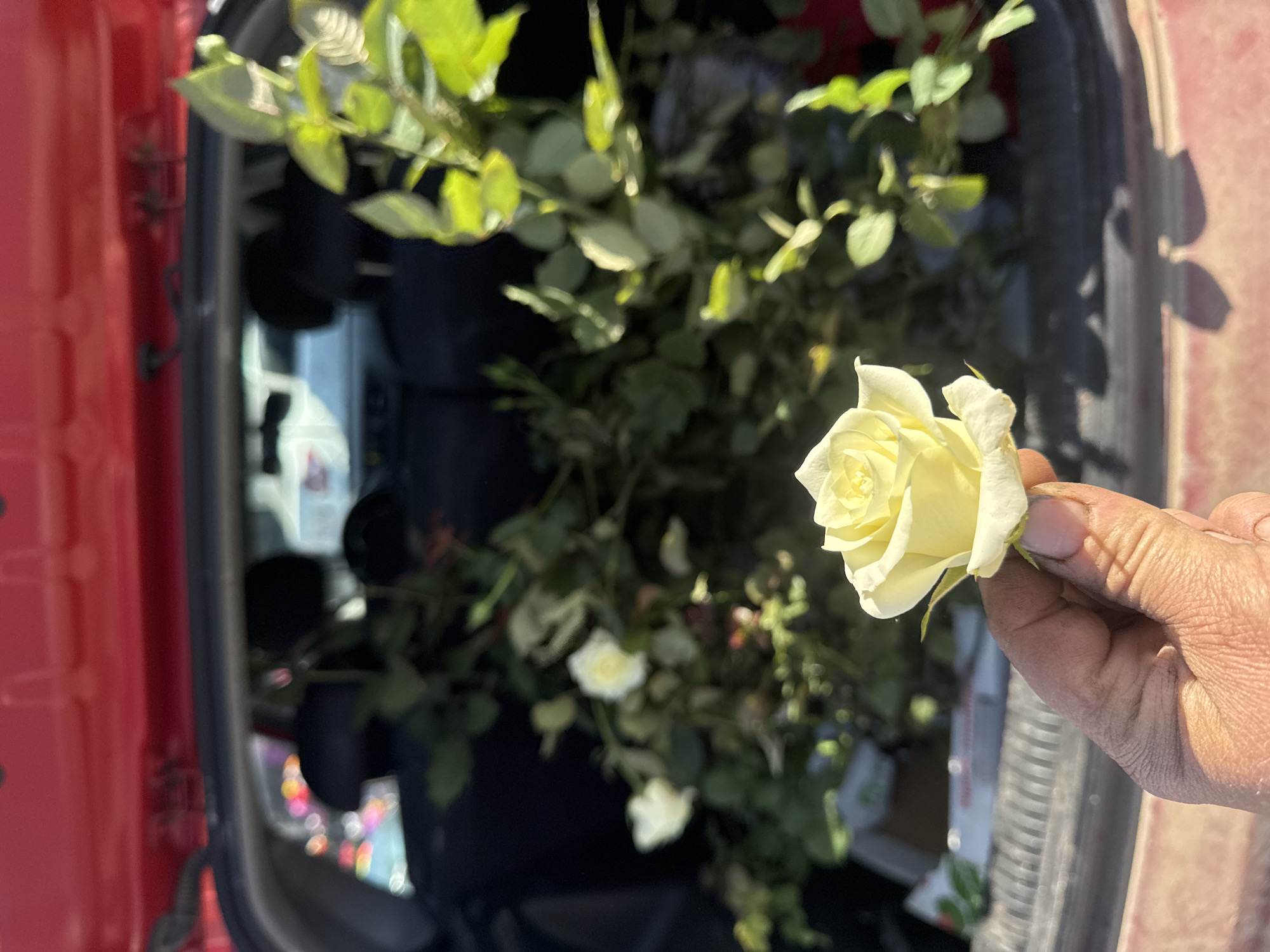 A close-up shot from inside the open trunk of a red vehicle reveals a collection of potted rose plants. The pots are black, and the rose plants are lush with green leaves and a few scattered white roses. The focus is on a single, fully bloomed, pale yellow rose being held in a person's right hand. The hand appears to be that of an older individual, with visible wrinkles and sun damage. The background is somewhat blurred due to the depth of field, but it suggests an urban environment with reflections of buildings and other vehicles. The picture was taken in a city named Chaikovsky in Russia.