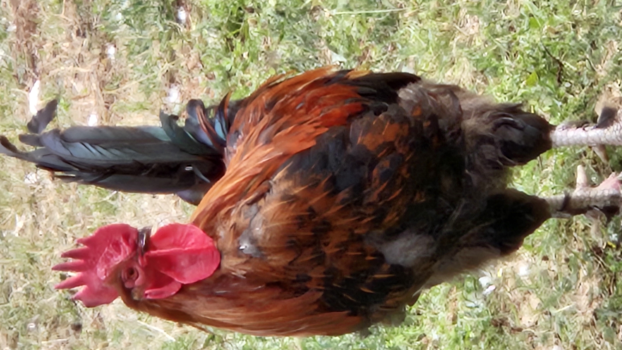 A rooster stands on grassy ground. The rooster has a red comb on its head and red wattles under its chin. Its body is covered in brown and black feathers. Its tail is long and black with iridescent blue-green highlights. The background is blurred green grass and dirt. The image was taken in Prešov, Slovakia.
