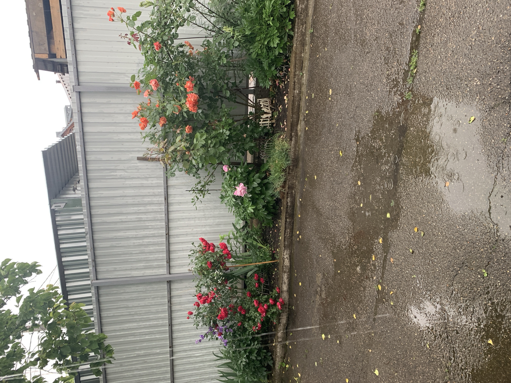 A ground-level, medium shot depicts a street scene featuring a flower bed adjacent to a wet paved surface, likely during or after a rain. The flower bed is populated with various plants including roses of orange, red, and pink hues, along with some purple flowers. A light gray corrugated metal fence serves as a backdrop to the flower bed. Raindrops and small puddles are visible on the asphalt, with some scattered leaves. The image appears to be taken outdoors, possibly in an urban or suburban environment, and is oriented at an angle.