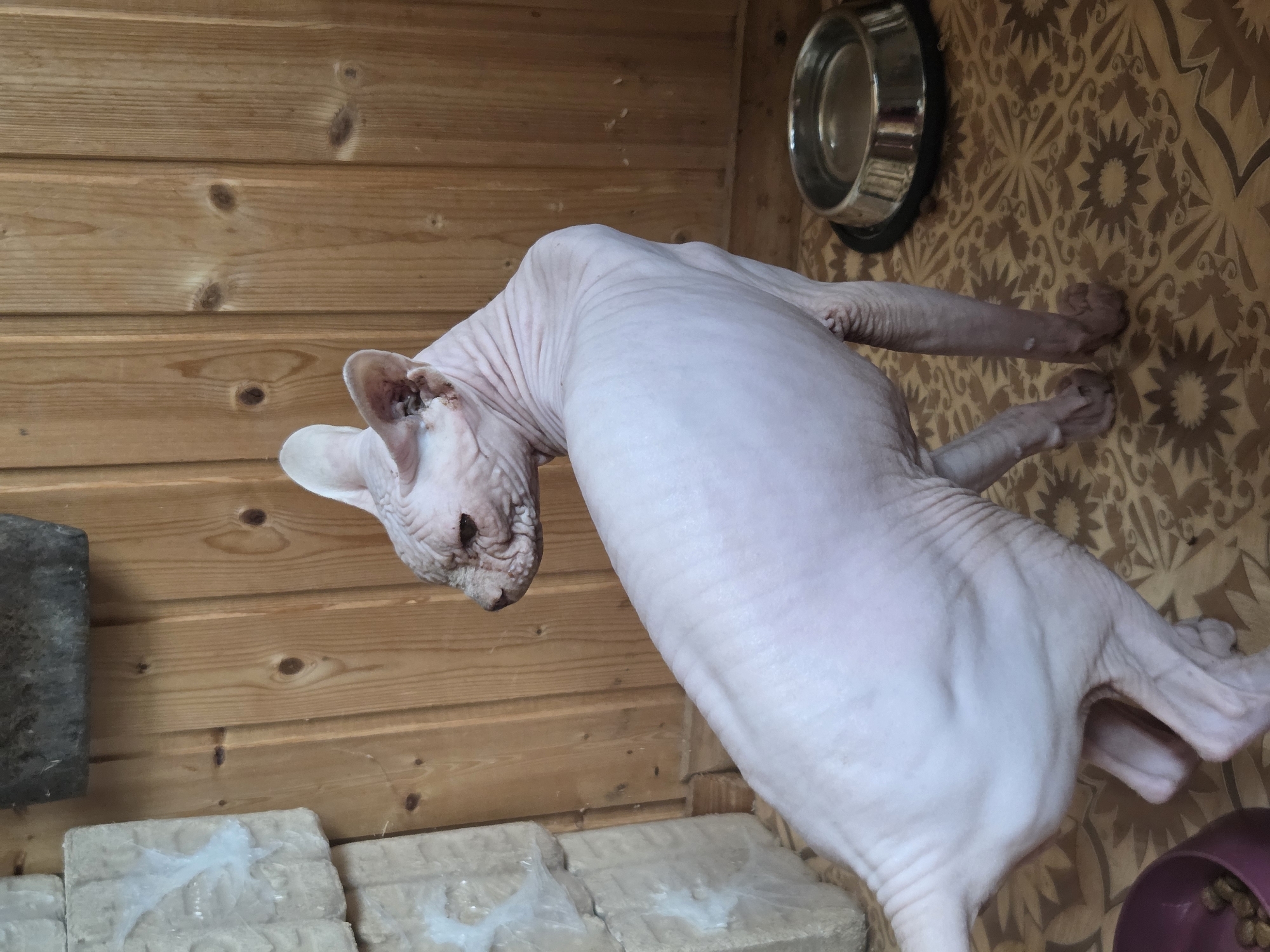The image shows a Sphynx cat standing on a patterned floor in front of a wooden wall. The cat is light pink and has visible wrinkles. To the left of the cat are stacked concrete blocks with some white material on them, possibly insulation or packaging. A metal food bowl is visible on the floor to the right of the cat. The wooden wall has vertical planks and knots. The location appears to be an indoor space, likely a shed or utility room, given the materials and the presence of the food bowl. The scene depicts a domestic animal in a simple, functional environment.