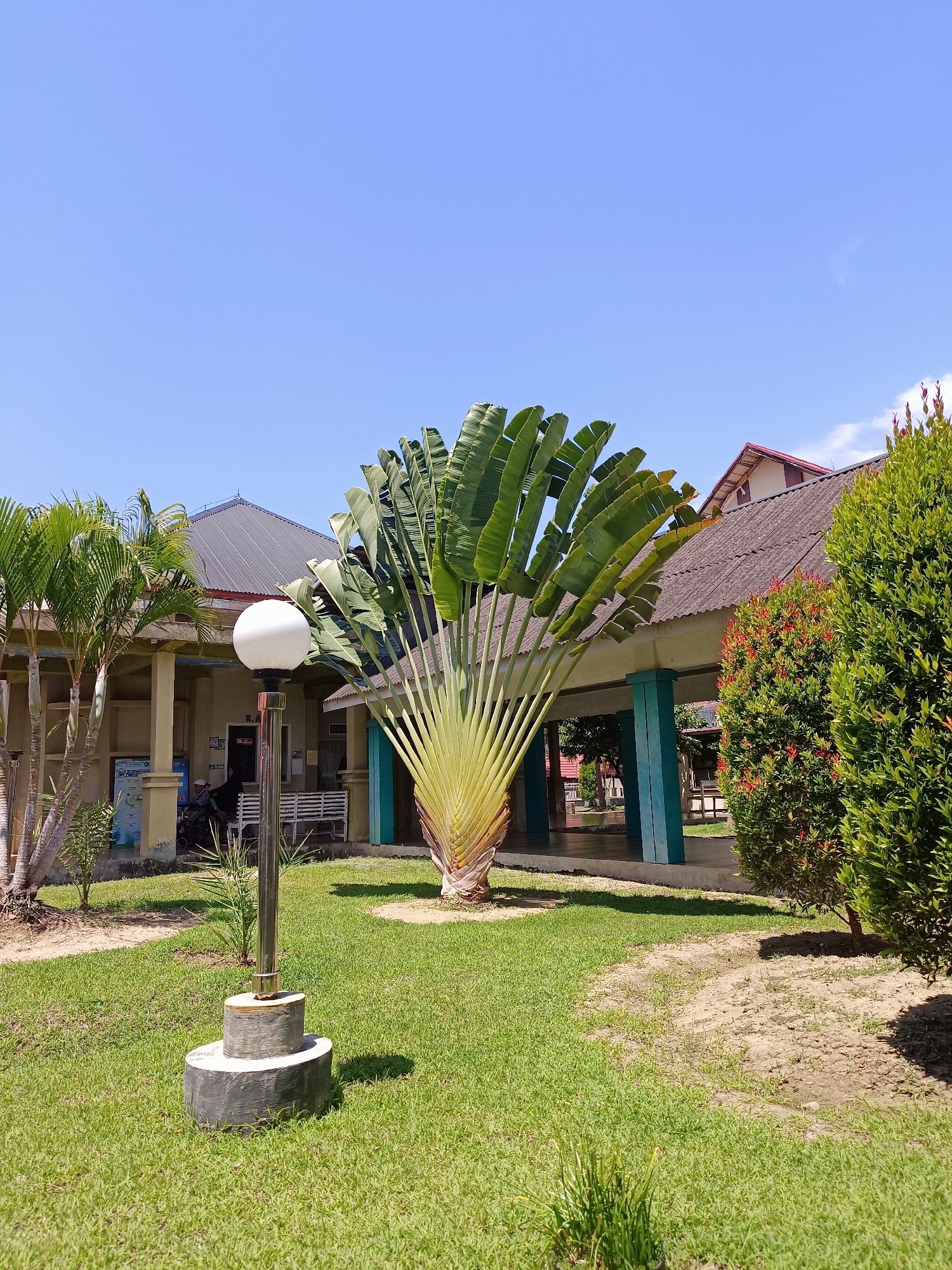 The image depicts a well-maintained outdoor area with lush green grass and a bright blue sky. In the foreground, a modern lamp post with a white spherical light stands on a circular concrete base. To the left, several palm trees are visible. Dominating the center of the image is a large, fan-shaped traveler's palm. Behind the palm is a building with a dark, corrugated roof, supported by teal-colored pillars. This building appears to be a covered walkway or an open-air structure with seating. Further in the background, another building with a red-tiled roof and cream-colored walls is partially visible. A dense green hedge with small red flowers is situated to the right of the traveler's palm, partially obscuring the building behind it. The scene suggests a public space, possibly a park or the grounds of an institution, located in Mesjid Reuntoh, Indonesia.