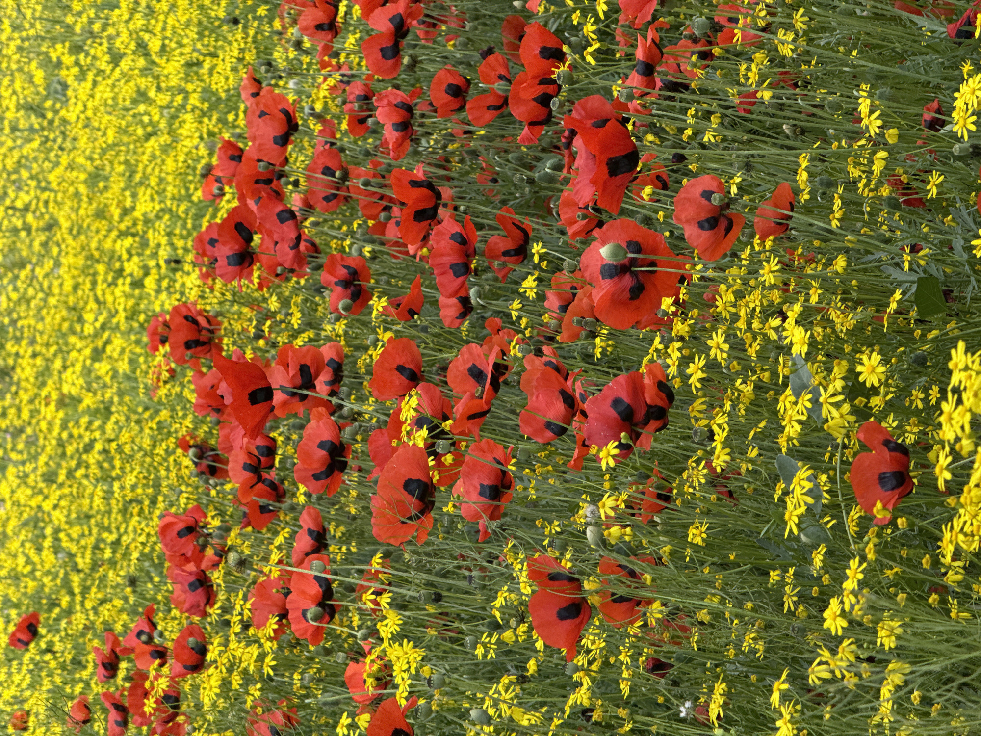 The image shows a field of flowers, primarily poppies with red petals and black markings, interspersed with small yellow flowers. The composition creates a dense, colorful landscape. The photograph appears to be taken outdoors during daylight. I lack the necessary information to verify that the location is in Yerevan, Armenia.