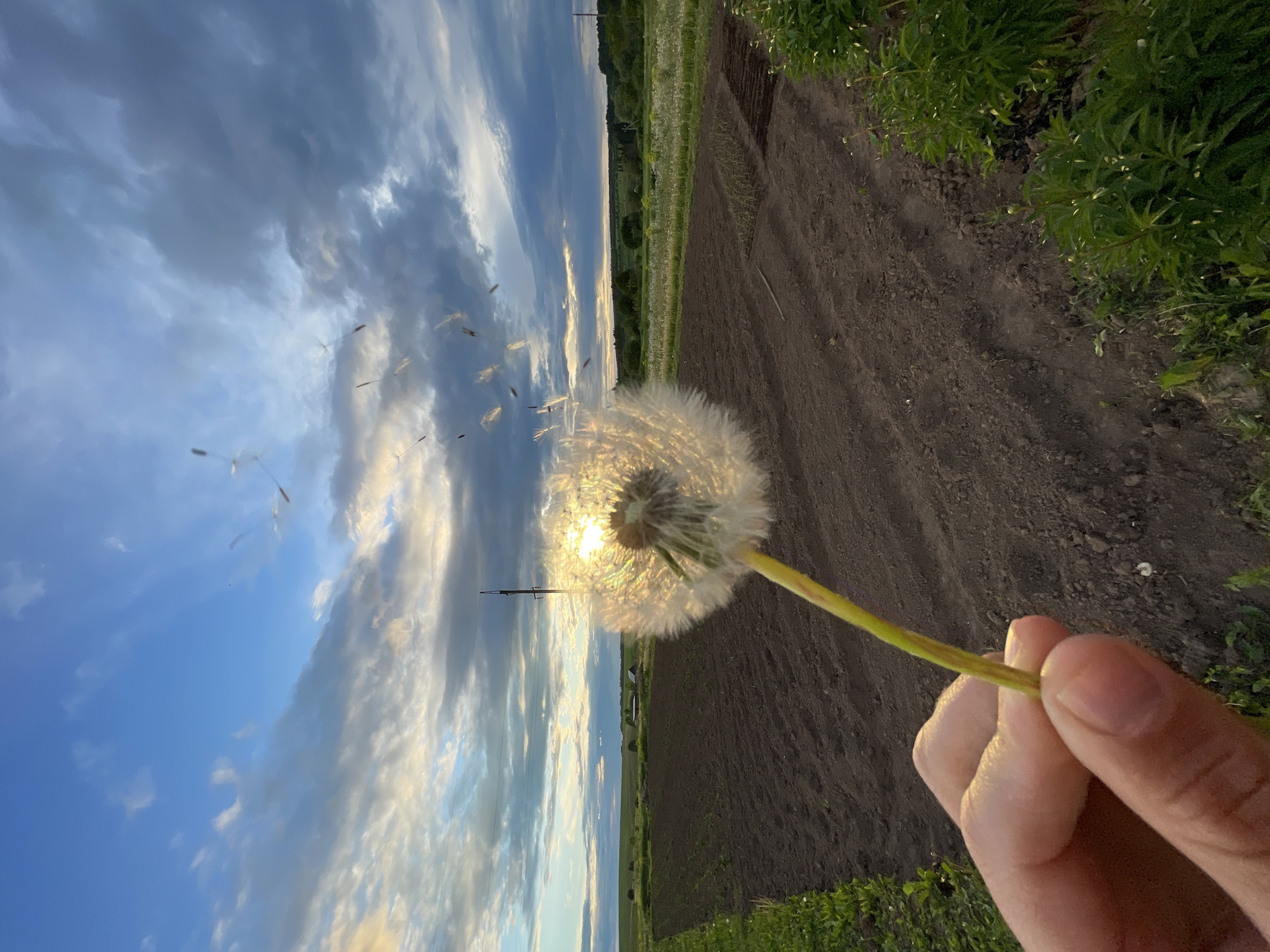 A close-up, first-person perspective photograph captures a delicate moment with a dandelion puffball held against a vibrant sky and rural landscape, with the image originally oriented in portrait mode but displayed on its side (rotated 90 degrees clockwise).
The central subject is a fully bloomed dandelion puffball, its numerous white achenes (seeds) clearly visible and backlit by the sun. Many of these feathery seeds are actively being dispersed, floating away to the left side of the frame, suggesting they have just been blown or caught by a breeze. A human hand, with visible fingers and a thumb, holds the green stem of the dandelion in the lower right portion of the image. The sunlight shines directly through the dandelion head, creating a strong golden halo effect around it and casting bright highlights on its surface.
In the background, a dramatic sky dominates the upper left, featuring a mix of clear blue and soft, fluffy white and grey clouds that are also illuminated by the golden hour light. The sun itself is partially obscured by the dandelion, creating a bright starburst effect. Below the sky, the landscape extends horizontally, showing a wide expanse of dark, tilled earth, indicative of an agricultural field or garden. Green vegetation and foliage line the edges of the cultivated land, and in the far distance, a subtle horizon with more greenery and faint structures or utility poles is visible.
The scene conveys a serene and perhaps hopeful atmosphere, characteristic of late afternoon or early evening (golden hour) due to the warm, soft lighting. No text is visible in the image.