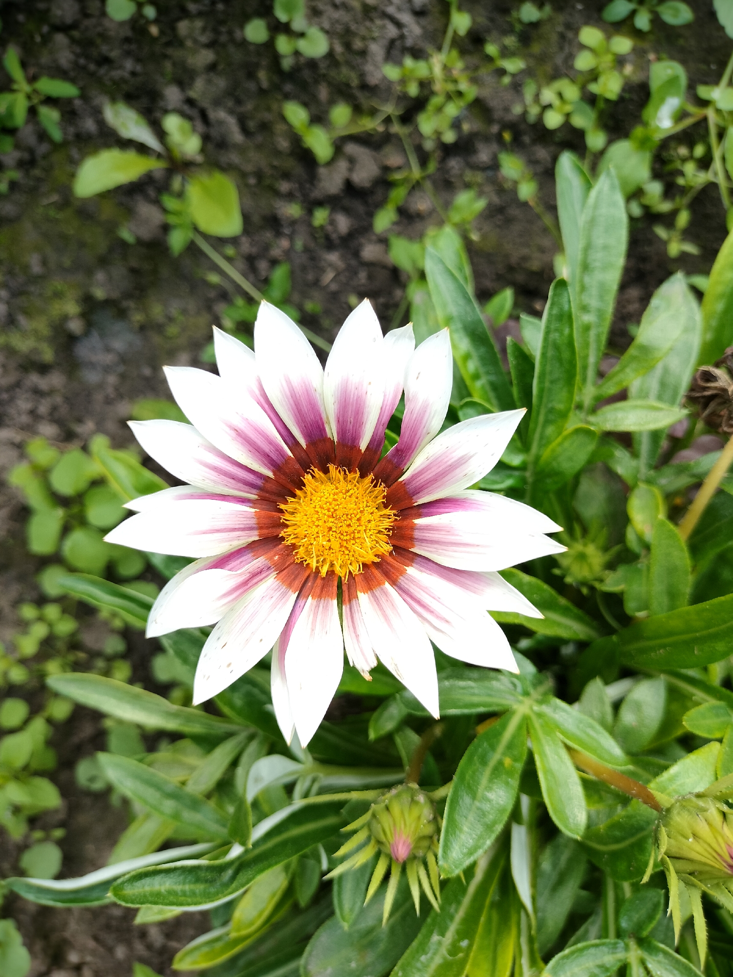 A single, fully bloomed gazania flower with white petals tipped in purple and a bright yellow center is positioned in the center of the frame, against a background of green foliage and dark soil. The flower's petals radiate outwards, with distinct purple stripes extending from the center towards the tips. The center of the flower is a dense cluster of small, bright yellow florets. The leaves of the gazania are a deep green, elongated, and somewhat glossy. Several unopened gazania buds are visible in the lower portion of the image, some showing hints of purple. The surrounding soil appears dark and rich, with scattered small green sprouts. The overall scene suggests a garden setting in an unspecified location.