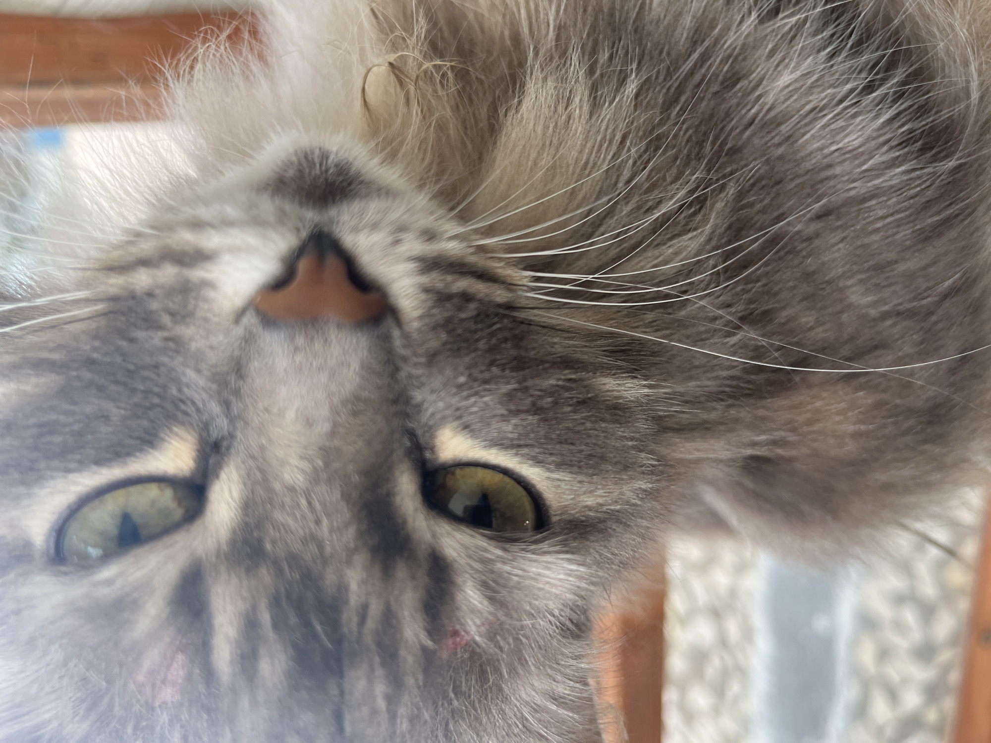 A close-up, upside-down image shows the face of a gray tabby cat. The cat has green eyes, a pink nose with black markings, and long white whiskers. The cat's fur appears soft and fluffy. The background is blurry and indistinct. Location and further detail is impossible to determine.