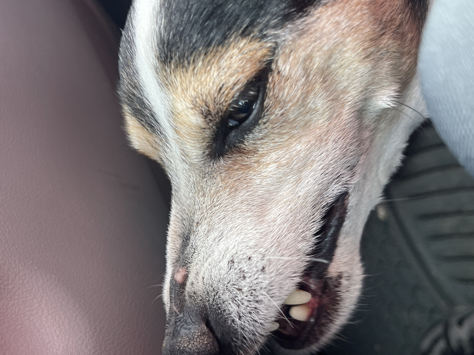 The image is a close-up of a dog's face. The dog has light-colored fur with patches of black and brown. Its eye is open and focused, and its mouth is slightly open, revealing some teeth. The background is blurred, but appears to be a car interior, with a leather-like surface and some dark, indistinct shapes. The location of Nikopol, Bulgaria is not discernable from the image.