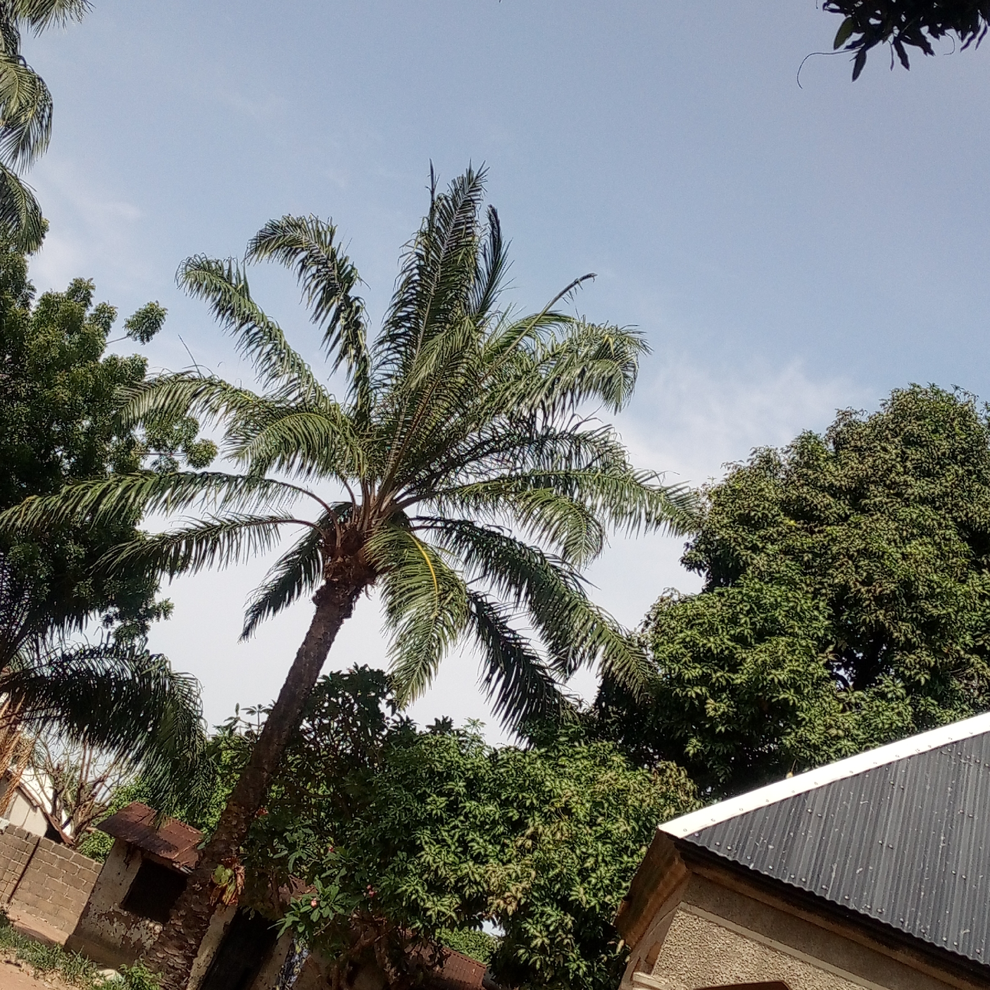 The image presents an outdoor, upward-angled view dominated by natural elements and glimpses of structures, likely during a bright day. A large palm tree stands centrally, its trunk angled from the lower left towards the upper right, with its extensive green fronds spreading across the sky. Surrounding the palm are numerous other trees with dense, dark green foliage, filling the left and right sides of the frame and creating a lush environment. The sky above is a clear, light blue with only a few faint wisps of white clouds, suggesting fair weather.
In the lower left corner, part of a rough concrete block wall is visible, along with a small, dilapidated building featuring a rusty, corrugated metal roof and what appears to be a dark, open window or doorway. The walls of this structure show signs of wear and peeling. On the lower right, the corner of another building is present, characterized by a textured, grey concrete wall and a clean, dark grey corrugated metal roof with visible screws or fasteners.
No people or specific activities are visible, and there is no discernible text in the image. The scene conveys a tranquil, static moment in what appears to be a tropical or subtropical setting, consistent with the vegetation and building styles.