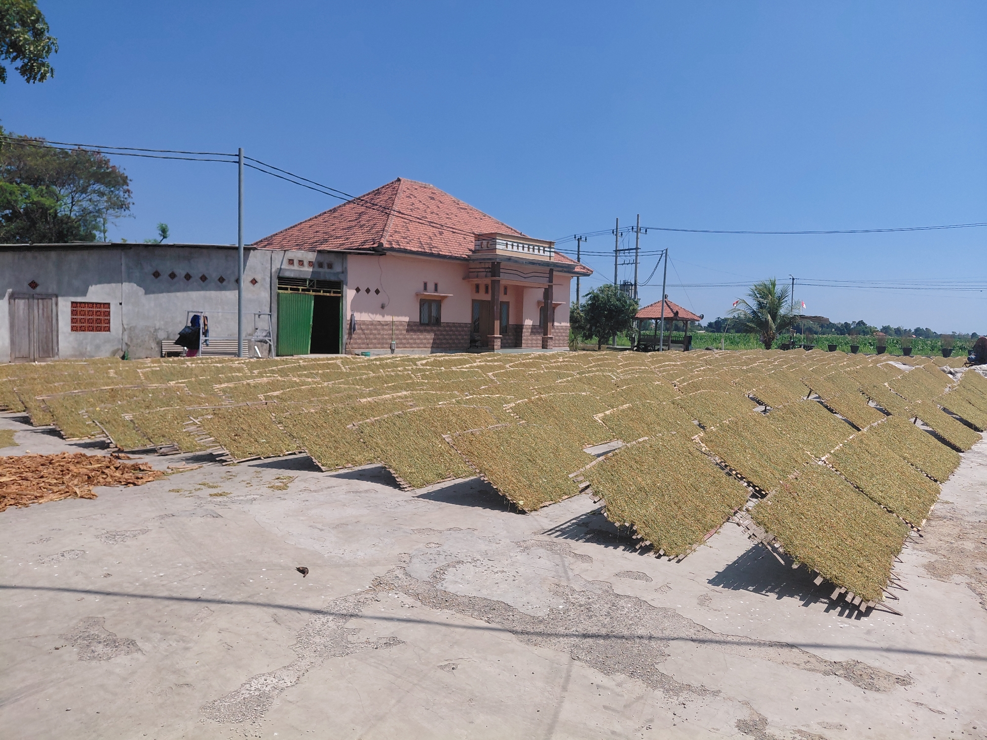 In Alas Tengah, Indonesia, a rural scene unfolds under a clear blue sky. The foreground features a large, sun-drenched concrete area where neatly arranged rows of drying tobacco leaves are spread across numerous wooden racks. The leaves, a pale green and yellow hue, are set at an angle to maximize sun exposure, casting distinct shadows on the ground. To the left, a pile of dried, brown tobacco leaves sits on the concrete.
In the midground, a modest pink building with a terracotta-tiled roof dominates the landscape. This structure appears to be a home or a processing facility, with several windows and a prominent entrance covered by a green corrugated metal door. Adjacent to this building is a grey wall with decorative diamond-shaped insets, and a simple wooden door. A bench with what appears to be a person, or a bundle of dark fabric, sits near the wall. Further to the right, a small, open-air pavilion with a reddish-brown roof stands amidst some greenery.
The background reveals a line of trees, a water tower, and a dense green agricultural field stretching towards the horizon. Electrical poles and wires are visible, indicating the presence of infrastructure in this semi-rural setting. The overall impression is one of agricultural activity, specifically the processing and drying of tobacco, in a tranquil Indonesian environment.