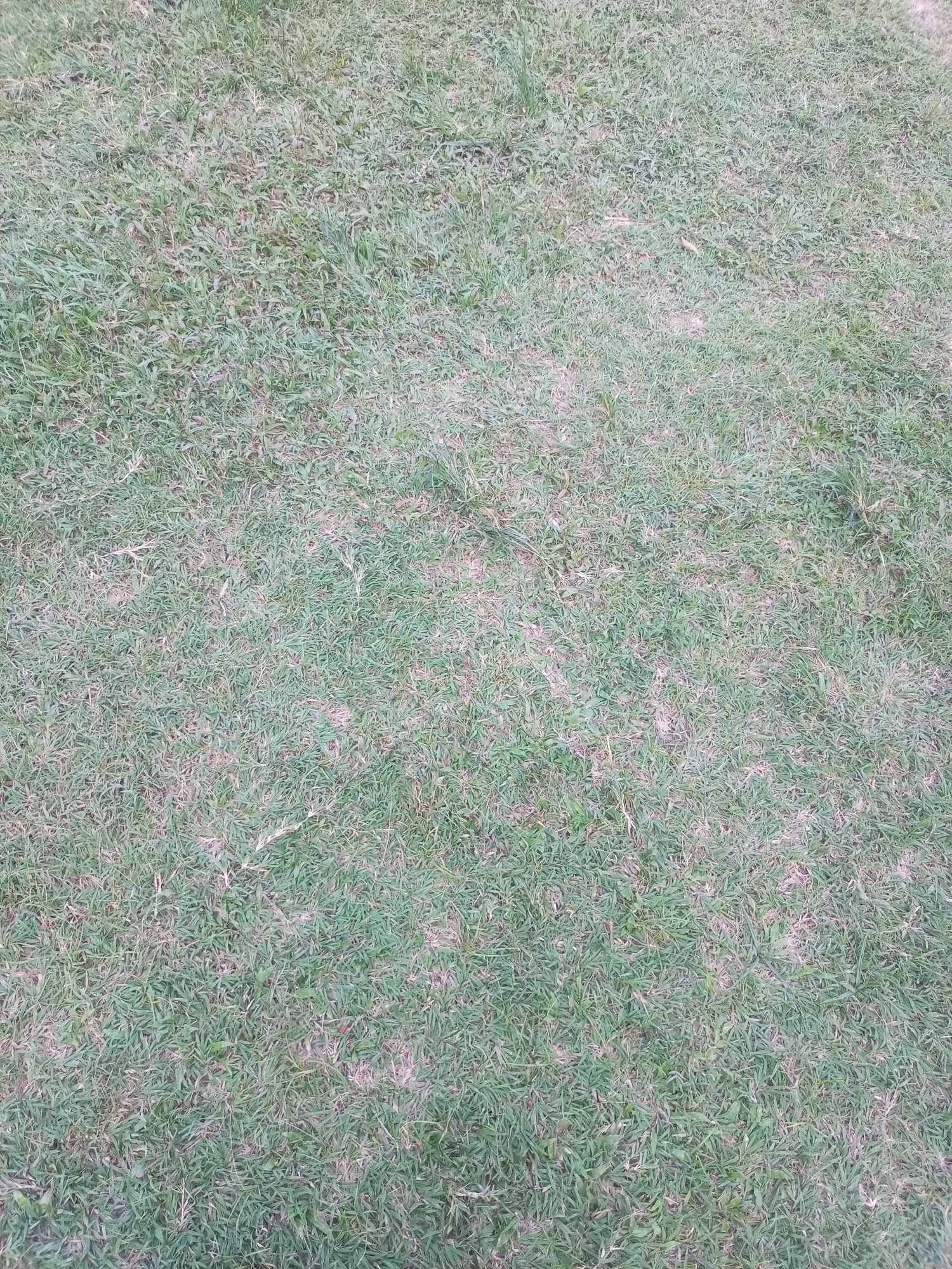 The image is an overhead view of a patch of grass in Lhokseumawe, Indonesia. The grass is predominantly green with some areas of dry, brown blades, suggesting it may be a natural lawn or park area rather than a perfectly manicured golf course. The lighting indicates it is daytime. No people, animals, or specific landmarks are visible in the frame, rendering the scene generic.