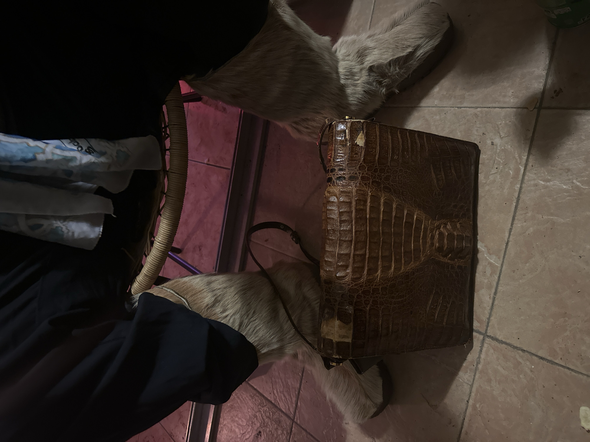 The image depicts a dimly lit indoor setting with a brown alligator-skin purse resting on what appears to be a dog. The dog, light gray in color, is lying on a tile floor. To the left of the dog and purse, a portion of a wicker chair and a person wearing dark clothing are visible. The location is Montreuil, France.