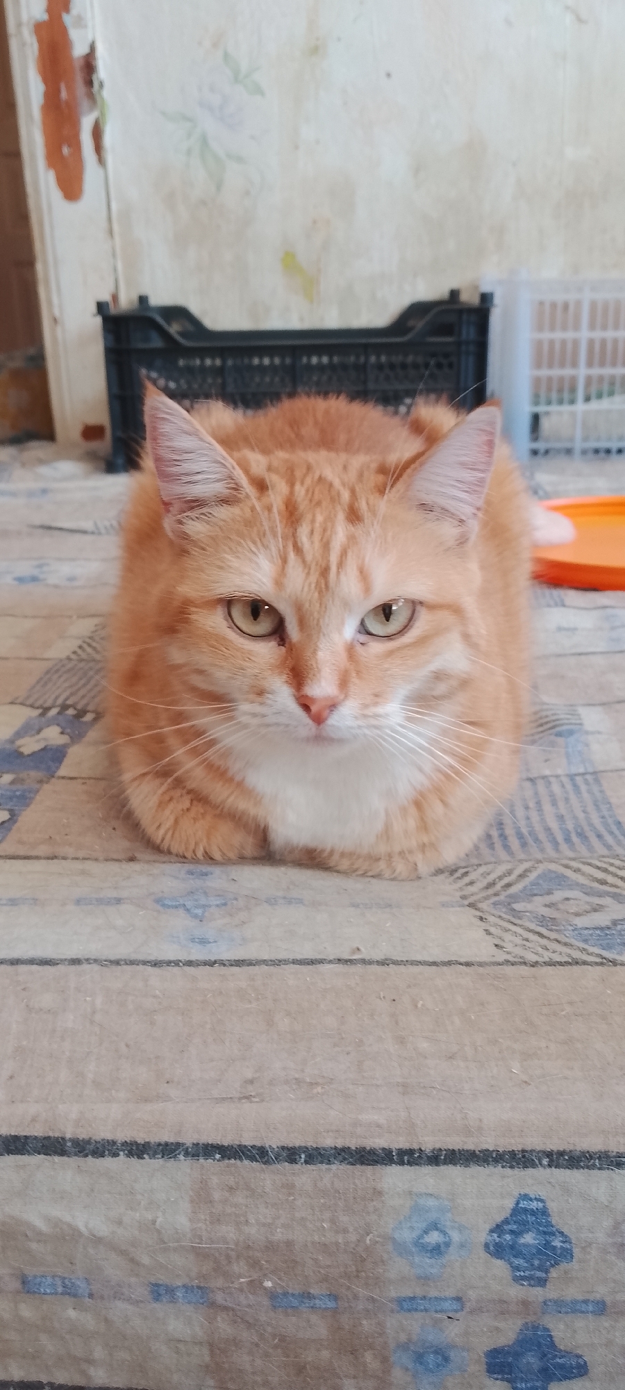An orange tabby cat with white markings on its chest and muzzle is loafing on a patterned tablecloth. The cat is facing the camera, with its paws tucked underneath its body. The background is blurry but appears to be an indoor setting with a wall and some objects, including a black plastic crate and a white basket. The overall impression is of a domestic scene. The location is not identifiable from the image itself; therefore, I cannot determine if it is in Belgorod, Russia.