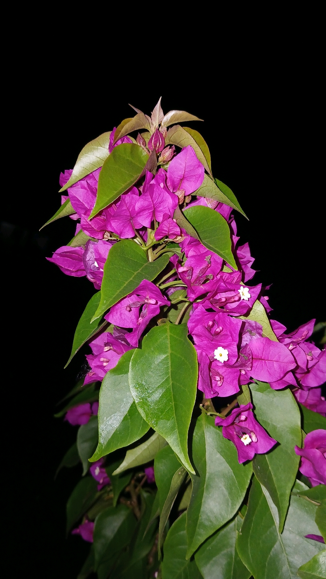 A close-up, low-angle shot captures a vibrant cluster of purple bougainvillea flowers and green leaves against a stark black background. The flowers, with their characteristic papery bracts, are a rich magenta hue, some fully open, revealing small white inner structures, while others remain in bud. The leaves are a deep, glossy green, some appearing slightly wet. The composition is tight, focusing on the botanical details of the plant, with no discernible environmental context beyond the dark, indeterminate space. The lighting highlights the texture and color of the flora.