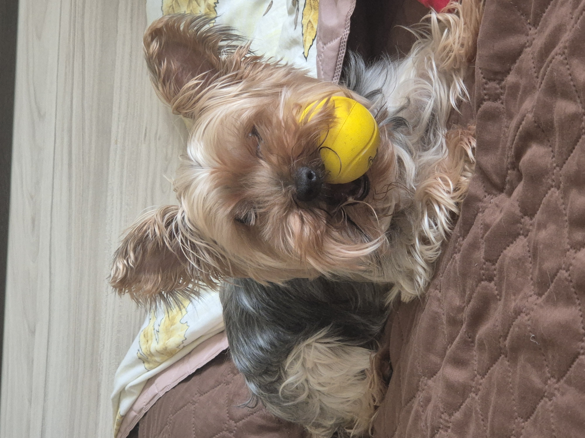 A small brown and grey Yorkshire Terrier dog lies on a brown quilted surface, seemingly a bed or sofa. It has a yellow tennis ball wedged against its face, near its nose. The dog is lying near a light-colored wooden surface, likely a floor, and a blanket or bedding with a floral pattern and a pink border. The location is unknown, and there is no evidence to suggest that this photo was taken in Pavlikeni, Bulgaria.