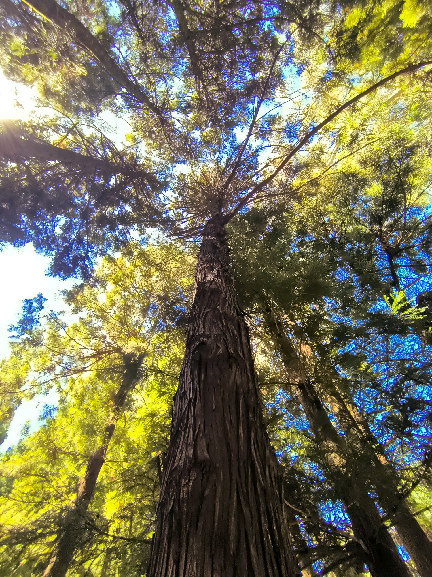 A low-angle shot looks up through the canopy of redwood trees towards a bright sky, with the sun peeking through the branches on the left. The foreground features the textured bark of a large redwood trunk, which runs vertically up the right side of the frame. The middle ground is filled with dense foliage, appearing in shades of vibrant green and yellow, interspersed with dark branches. The background reveals patches of bright blue sky, highlighting the intricate network of branches and leaves. The lighting creates a dappled effect, with areas of bright sunlight contrasting with deep shadows.