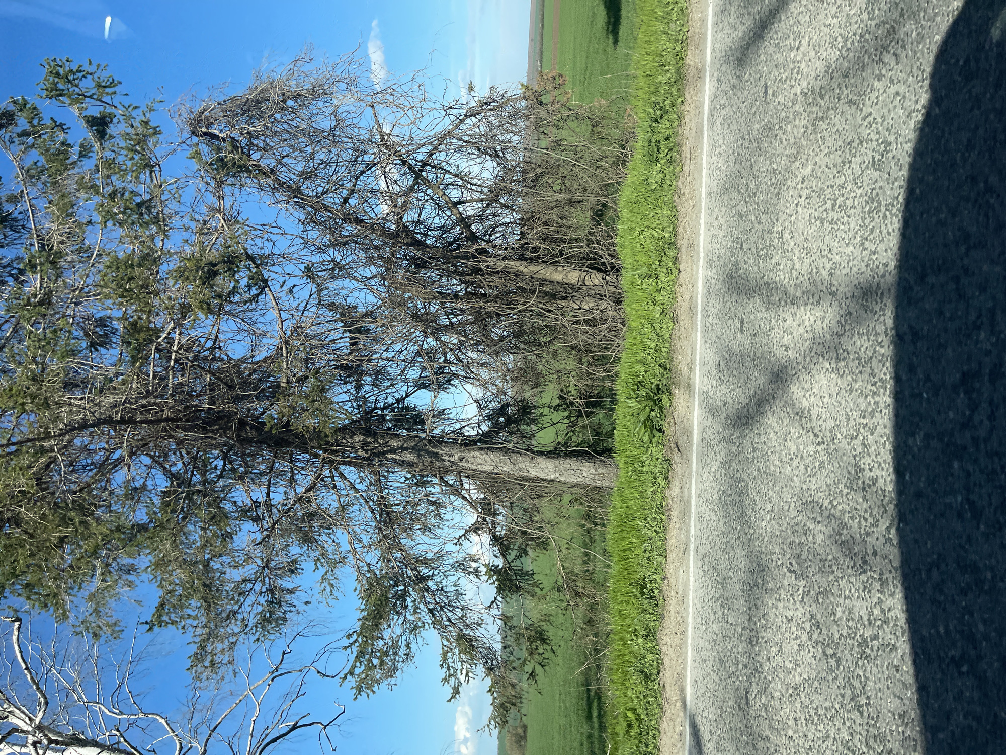 The image depicts a scene alongside a paved road, likely in a rural area. Adjacent to the road is a grassy verge, beyond which extends a field of green vegetation. A large tree with a mix of bare branches and some foliage stands between the road and the field. The sky is visible through the tree branches, with clear blue patches. A shadow of an unknown object is partially visible on the right side of the road. The location is presumably near Bazan, Bulgaria, as the user specified this location.