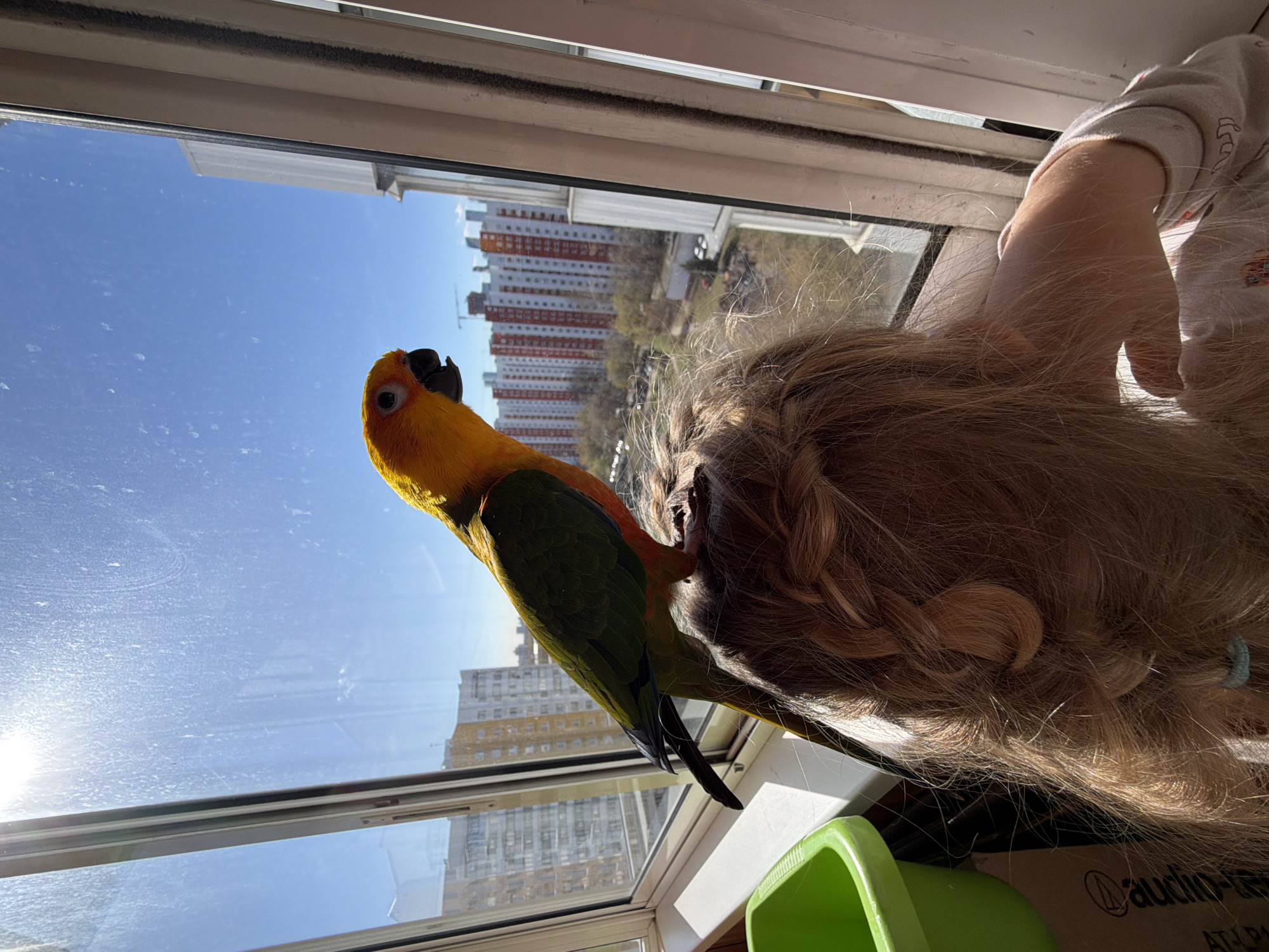 A sun conure parrot perches on the head of a child with blonde hair near a window in Khimki, Russia. The window reflects a bright blue sky and several tall apartment buildings typical of the city’s urban landscape. The child's hand reaches towards the parrot, and a green object rests on the windowsill.