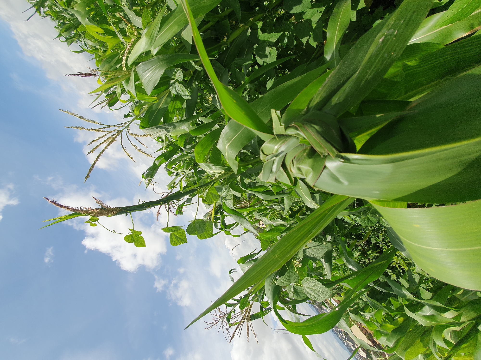 The image depicts a close-up, low-angle view of a cornfield under a partly cloudy sky. The corn stalks are lush and green, with large leaves dominating the foreground. One corn stalk in the center foreground has been tied into a decorative knot using its own leaves. In the background, other corn stalks and green foliage are visible, interspersed with some bean plants. The sky is a bright blue with scattered white clouds. The background also shows a glimpse of a city or town with buildings and houses, suggesting an urban or semi-urban fringe location. This scene is likely in Gura Top, Nigeria, given the context. There are no people or animals visible in the image. The focus is on the agricultural landscape and the details of the corn plants.