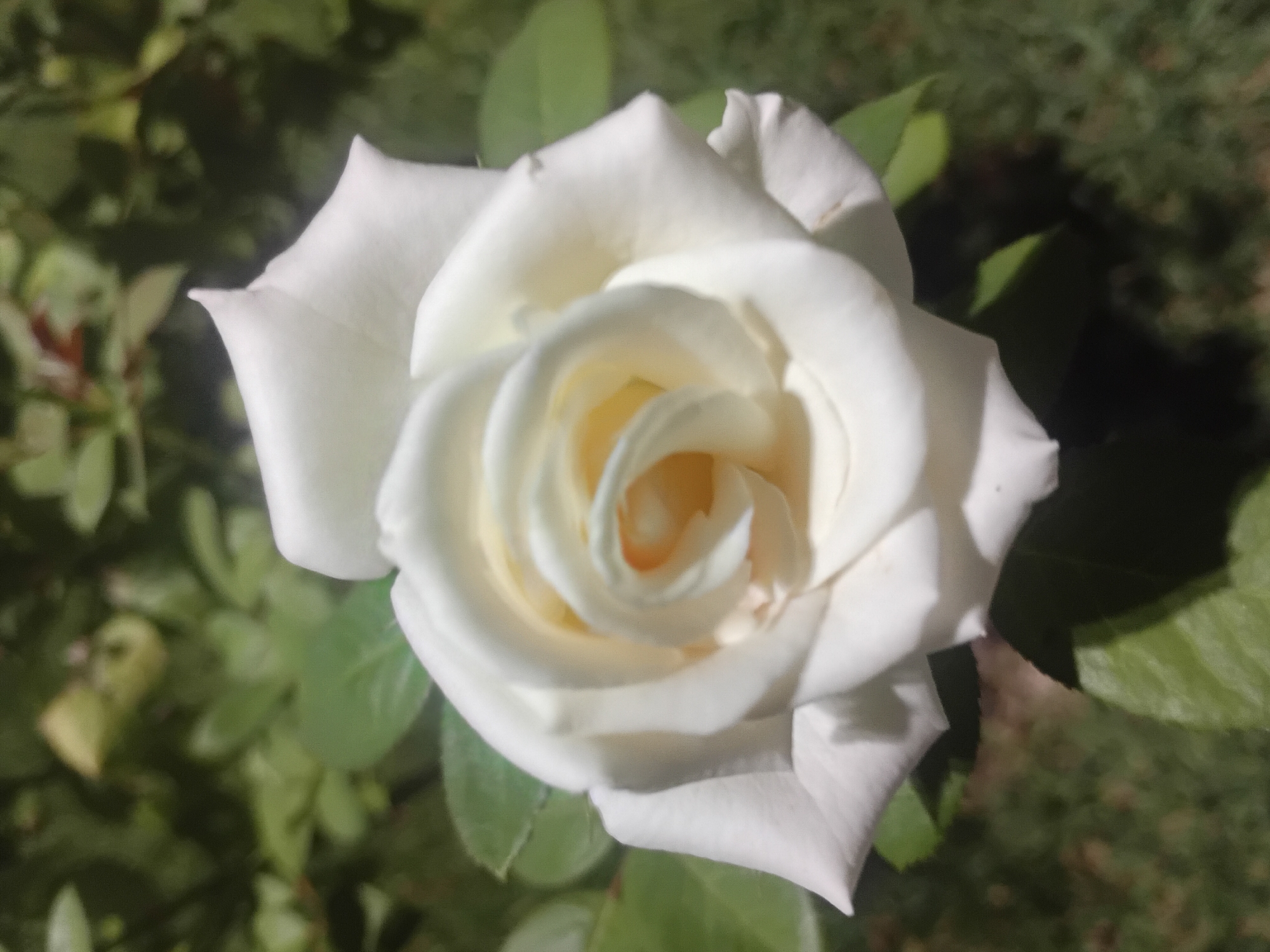 A close-up, eye-level, outdoor shot shows a single white rose in full bloom, positioned centrally in the frame. The rose's petals are a soft white with hints of yellow near the center, unfurling in a classic spiral pattern. The background consists of blurred green foliage and hints of grass, suggesting a garden or natural setting. The lighting is natural, casting subtle shadows on the petals and highlighting their delicate texture. No people or specific landmarks in Onikişubat, Turkey are visible.