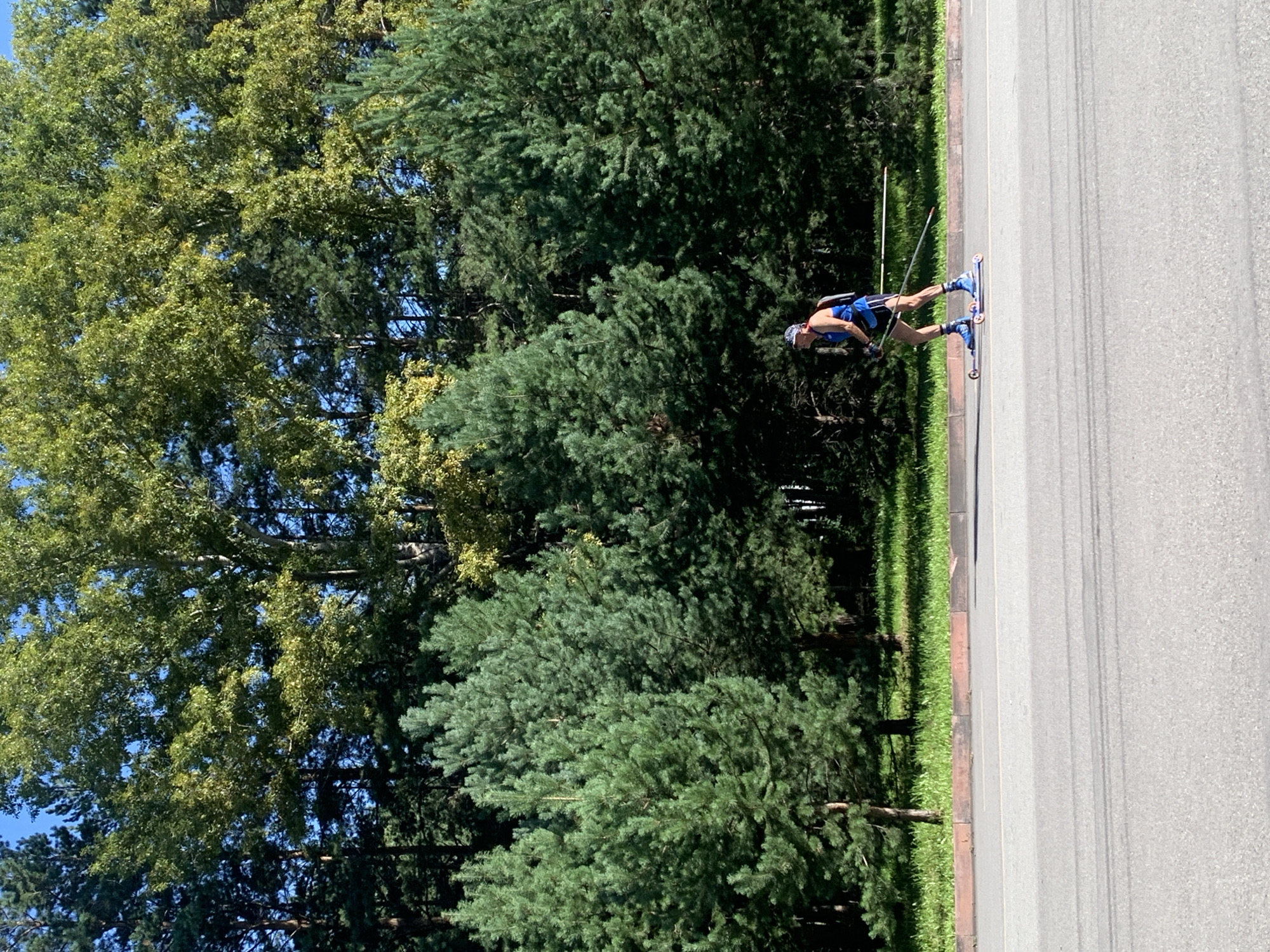 A male athlete is roller skiing on a paved road in Prokopyevsk, Russia, on a bright, sunny day. The athlete is wearing a blue sleeveless shirt, dark shorts, a cap, and roller skis with poles. He is positioned in the middle of the road, with a grassy area and a dense forest of pine and deciduous trees behind him. The road has painted lines and a reddish-brown curb separating it from the grassy area. The sky is a clear blue.