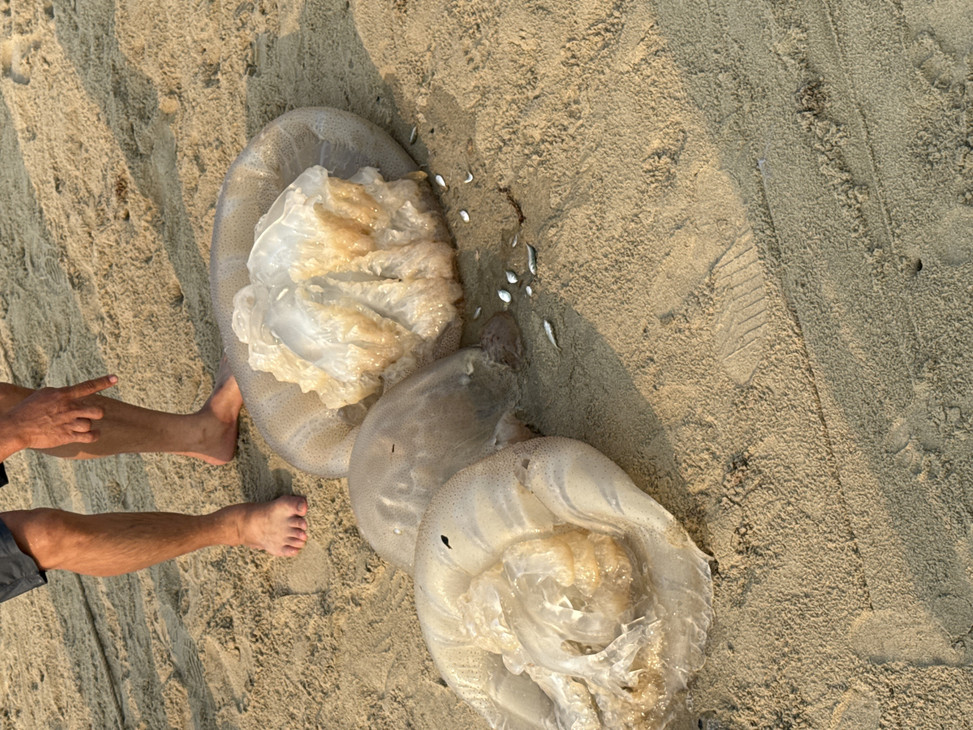 The image depicts three large jellyfish stranded on a sandy beach, likely near the city of Đà Nẵng, Vietnam, as evidenced by the beach setting and coastal environment. The jellyfish appear translucent with some brownish coloration in the center. Adjacent to the jellyfish are the legs and feet of a person standing on the sand, indicating their relative size. There are also several small fish dead near one of the jellyfish. The beach is composed of tan sand, and the scene is lit with diffused sunlight.