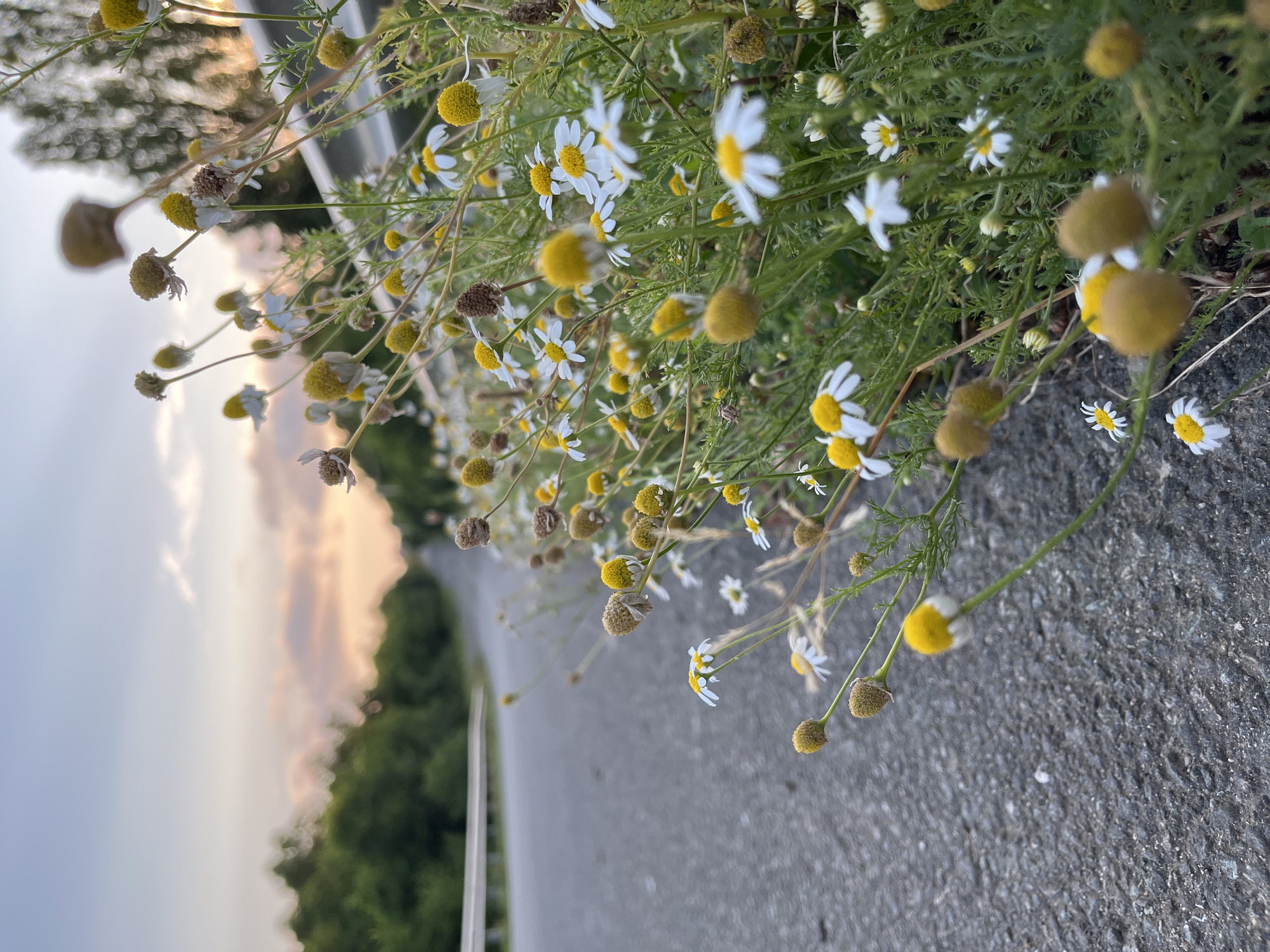 The image depicts a low-angle, close-up view of wild chamomile flowers growing alongside a paved road. The flowers, some in bloom with white petals and yellow centers, and others in various stages of development with fuzzy brown buds, are the primary subjects. The road extends into the distance, bordered by a white guardrail and green trees. The sky above shows a soft twilight glow with hints of pink and orange clouds. The scene appears to be set in a rural or semi-rural area, possibly along the outskirts of the city of Ureki, Georgia, where roadside vegetation commonly mingles with infrastructure. There are no people or animals visible in the frame.
