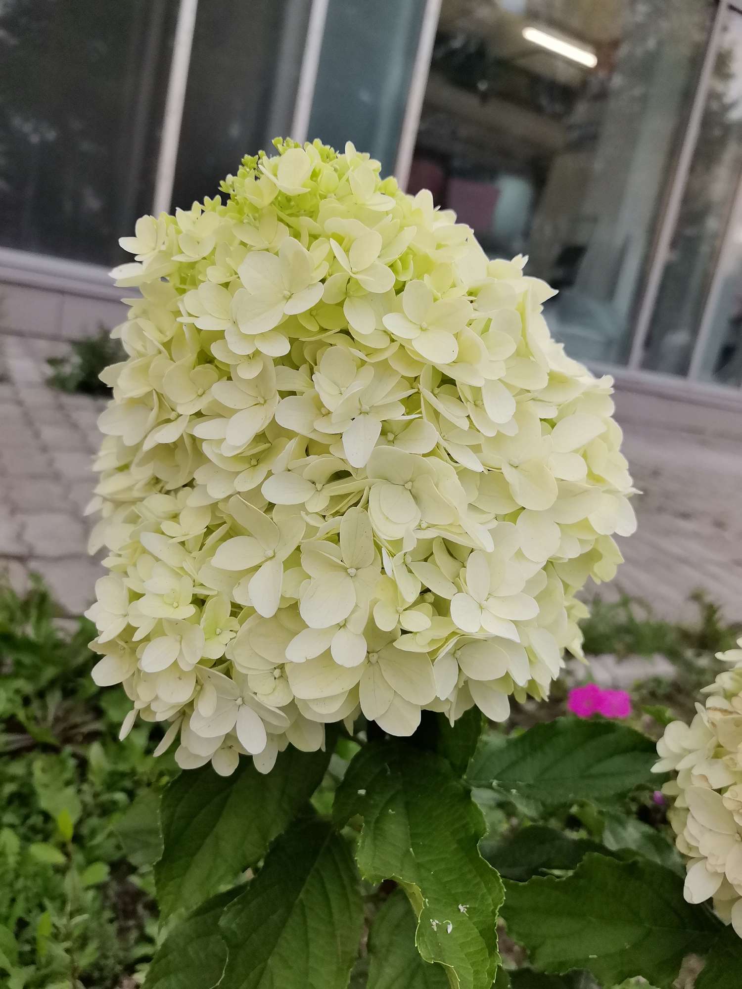 A large, cone-shaped cluster of pale yellow hydrangea flowers is centered in the frame. The individual florets are small and numerous, creating a dense bloom. The flower is supported by dark green, textured leaves. In the background, a blurred building with large windows is visible, with vertical white mullions and interior lighting. A paved walkway or patio with interlocking gray pavers is to the left of the flower. In the lower right corner, another partial view of a similar hydrangea cluster and a small, bright pink flower are visible. The scene appears to be outdoors in an urban or suburban setting, possibly a park or landscaped area in Kazan, Russia, given the architectural style of the building. There are no people visible in the image.