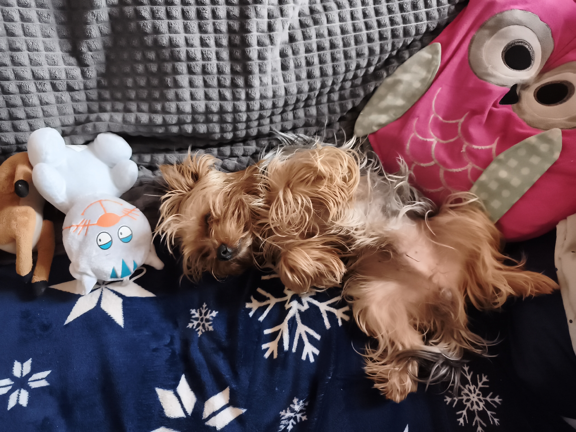 A small brown dog is lying on its back on a dark blue blanket with white snowflake patterns. To the left of the dog are two plush toys: a brown deer and a white monster. Behind the dog, there is a pink owl-shaped pillow and a gray blanket with a waffle pattern. The photograph appears to be taken indoors. The city of Burgas, Bulgaria, is not discernible from the image.