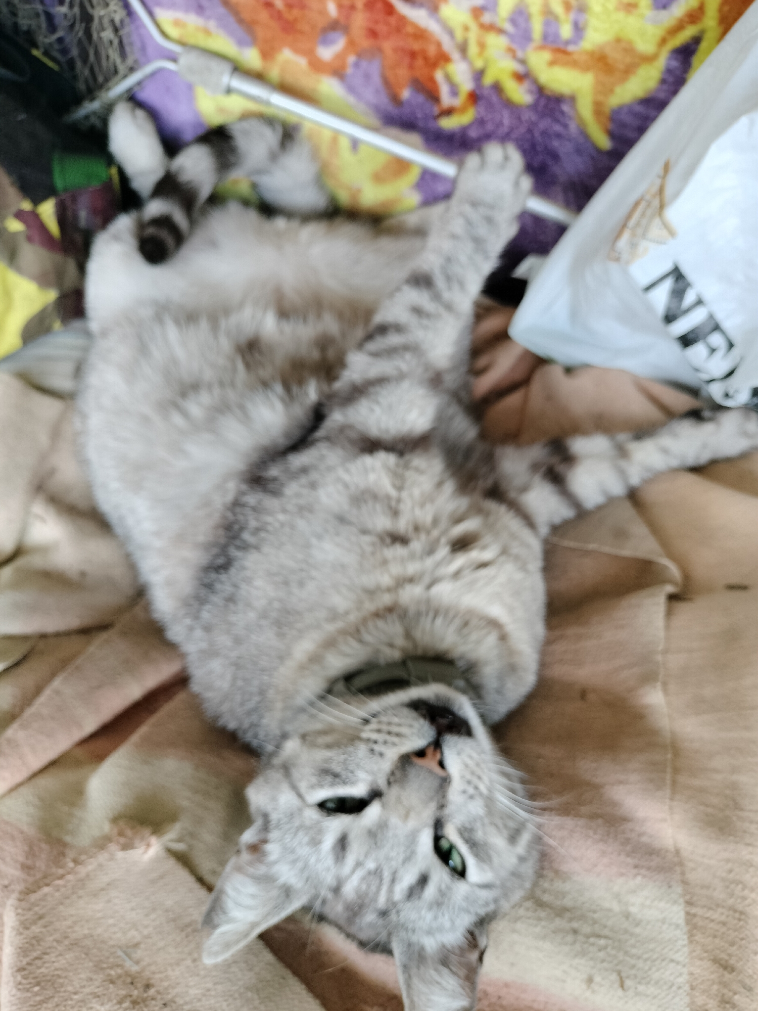 A grey and black tabby cat is lying on its back on a beige and pink blanket. The cat is in the center of the image and appears to be relaxed. Its eyes are open and looking up. The cat has a collar around its neck. To the left of the cat is a colorful patterned blanket or rug. To the right of the cat, a white plastic bag with black lettering is visible. The background is blurred, but suggests an indoor setting. There is no indication of the city of Lykhove, Ukraine within the image or its context.