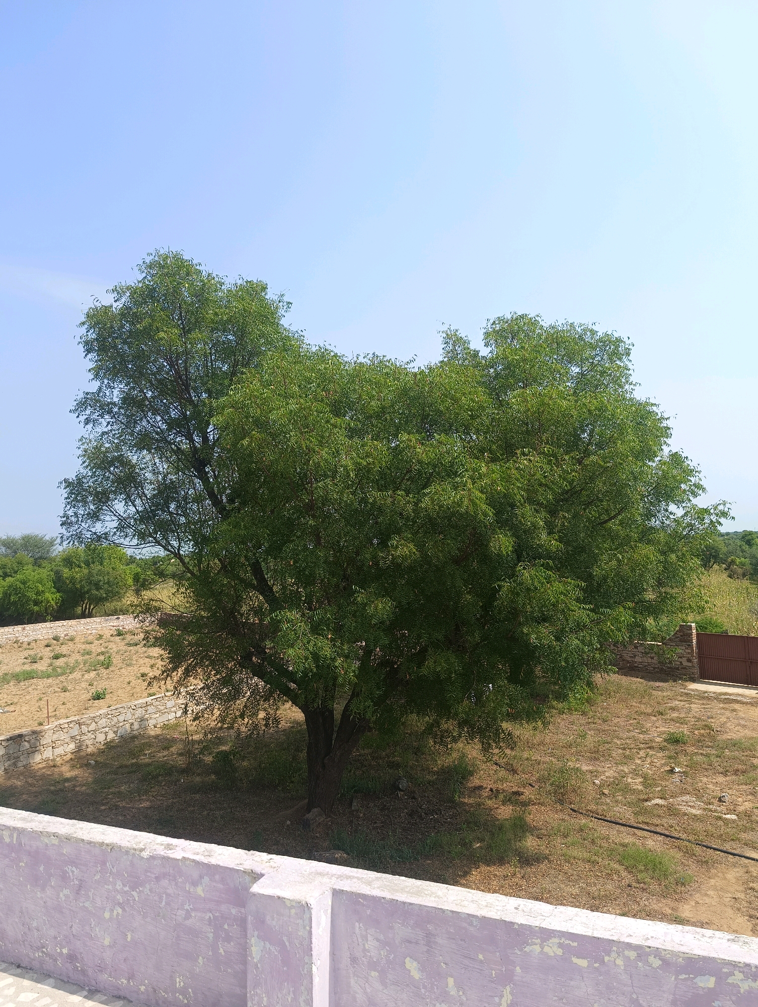 A large, leafy green tree stands in the center of the frame, casting a shadow on the dry, dusty ground beneath it. The tree is surrounded by sparse vegetation and a low stone wall. In the background, a brown metal gate is visible next to a stone wall. The sky above is a clear, pale blue. In the foreground, a light purple, weathered wall runs horizontally across the bottom of the image. The scene is located in the city of Chhapri Bari, India.
