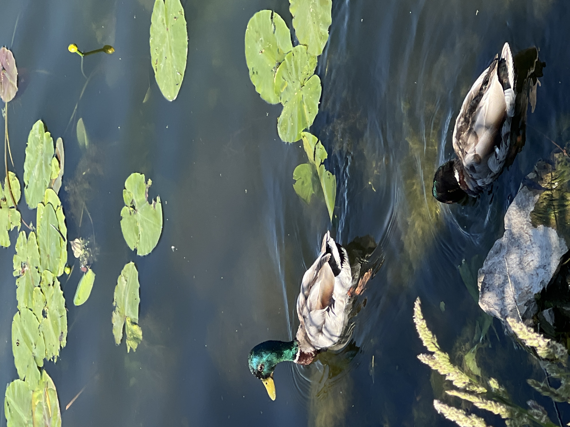 Two mallard ducks swim in a body of dark water filled with green lily pads. One duck, in the foreground and to the left, is a male with an iridescent green head, a yellow beak, and a gray body with brown and white markings. It is looking to the left. The second duck, to the right and slightly further back, is partially obscured and appears to be facing away from the viewer, with its head down as if feeding. The water is rippled, and reflections of the sky and surrounding greenery are visible. In the lower left corner, a rock and some tall green reeds are partially submerged. The scene is set in a natural environment, likely a pond or lake. There is no visible indication of the city of Ternopil, Ukraine, within the image itself.