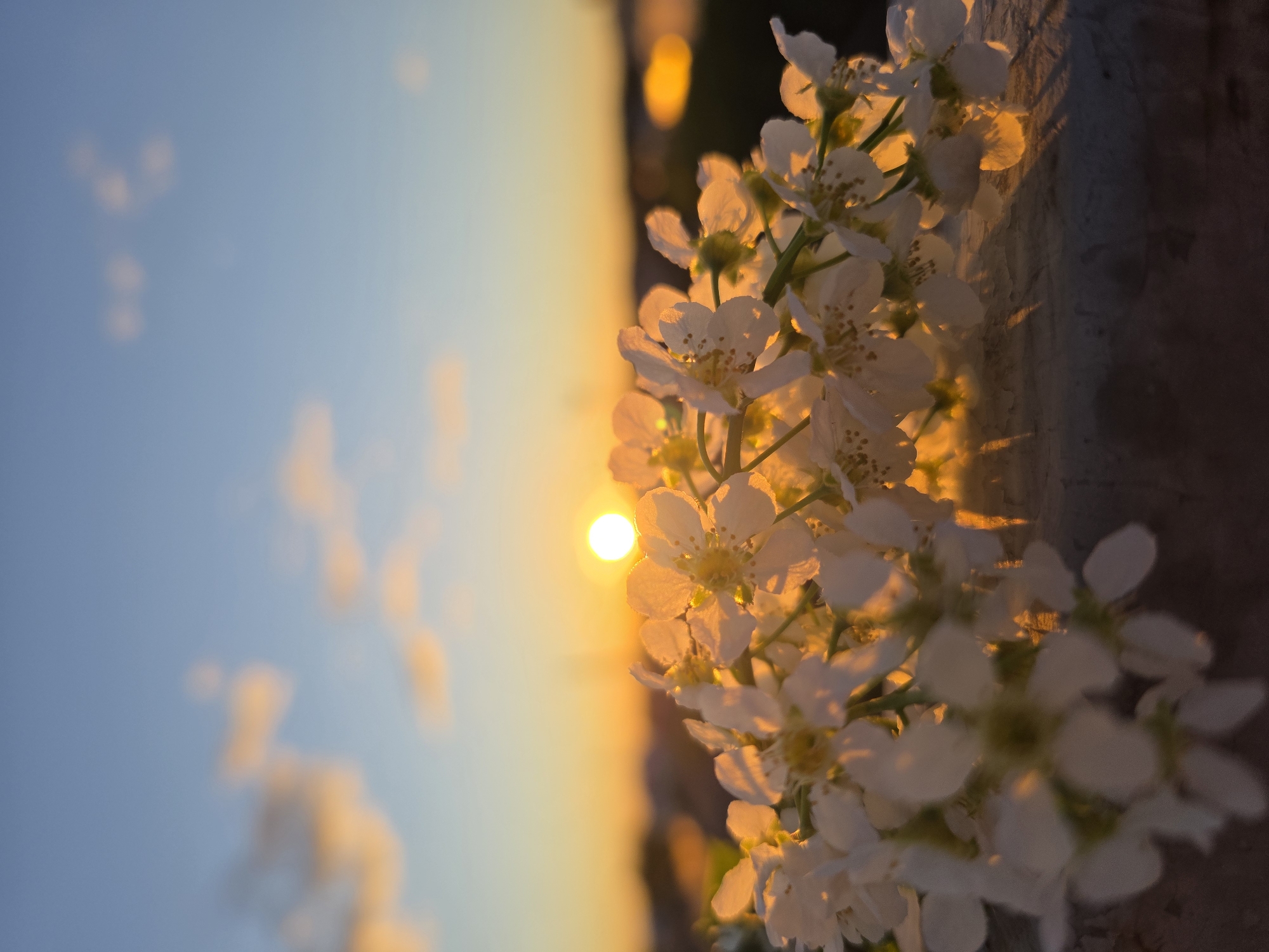 The image depicts a cluster of small, white flowers juxtaposed against a backdrop of a sunset. The sky transitions from a pale blue to a gradient of orange and yellow hues near the horizon, where the sun is visible as a bright, golden orb. The flowers appear to be growing near a concrete structure, potentially part of a building or wall. The lighting indicates the photo was taken during the golden hour. The image was shot in Chaikovsky, Russia.