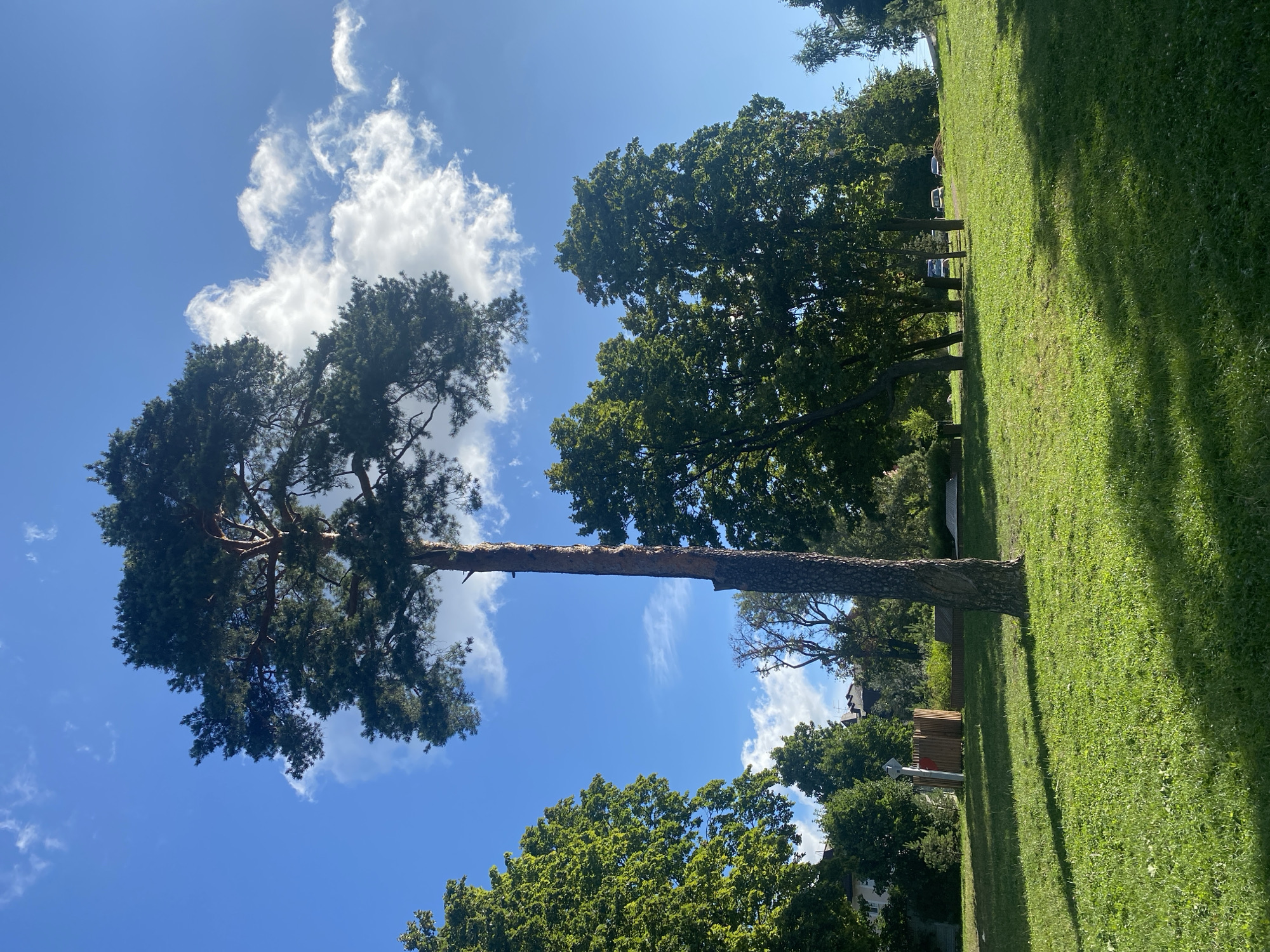 This image depicts a sun-drenched, grassy park area with a prominent tall pine tree in the foreground, casting a shadow across the lawn. In the background, a cluster of deciduous trees with lush green foliage creates a dense backdrop. Beyond the trees, several parked vehicles, including at least two cars and a light-colored van, are visible. The scene also includes a section of buildings with visible roofs and windows, suggesting an urban or suburban setting. A wooden structure, possibly a small playground or fence, is located to the left of the cluster of trees. The sky is a vibrant blue, dotted with fluffy white clouds. The overall environment appears to be a well-maintained public green space. The specific location within the city of Saint Petersburg, Russia, is not determinable from the visual information provided.