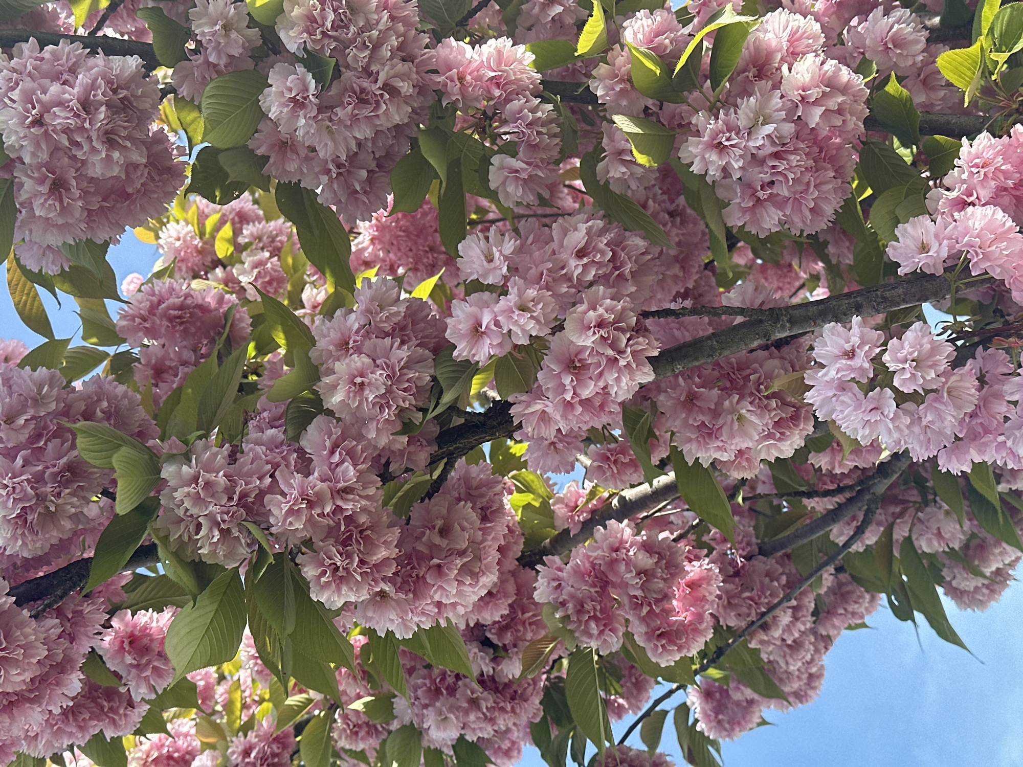 The image shows a close-up view of a flowering tree, likely a cherry blossom, with dense clusters of pink blossoms and green leaves against a light blue sky. The branches of the tree are visible, supporting the abundant flowers. The location is unknown, however based on the user's request, the image should be interpreted as taking place in Zagreb, Croatia. There are no people visible in the image.