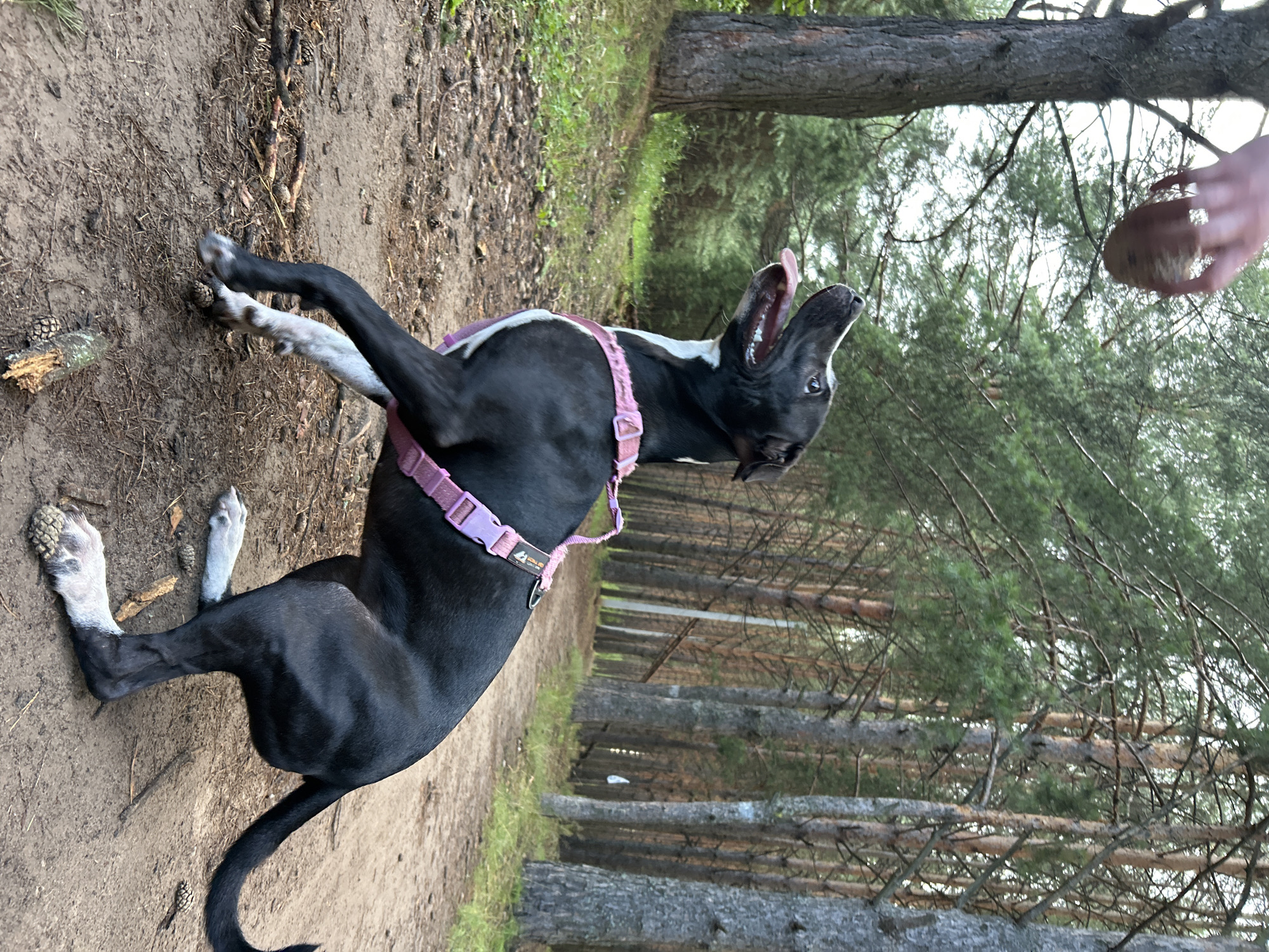 A black and white dog wearing a pink harness is in a playful pose on a dirt path in a forest. The dog's mouth is open, and its tongue is extended as it looks up at a hand holding a pine cone. The background consists of tall pine trees and undergrowth. The scene appears to be outdoors in a natural setting.