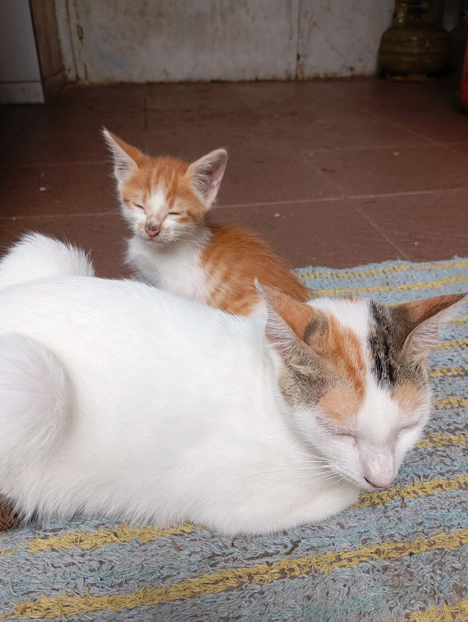In Balikpapan, Indonesia, two cats are resting on a striped rug outdoors. The larger cat, primarily white with patches of orange, brown, and black on its head and ears, is lying down with its eyes closed. Behind it and slightly to the left, a smaller orange and white kitten also has its eyes closed, resting against the larger cat. The ground is tiled, and a blurred background shows a wall and a yellow object.