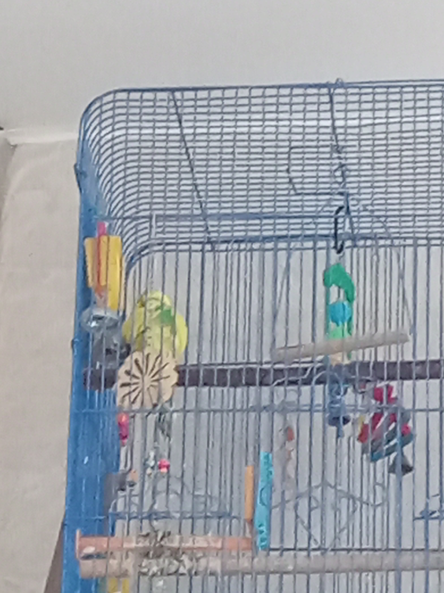 A budgie bird is perched on a perch inside a blue metal birdcage. The bird is light green with yellow and black markings. To the left of the bird is a yellow and pink chew toy. Below the bird is a wooden chew toy with a circular pattern. Further to the right, suspended from the top of the cage, is a bird toy made of green and blue plastic. The background is a plain white wall. The image was taken in the city of Shumilina, Belarus.