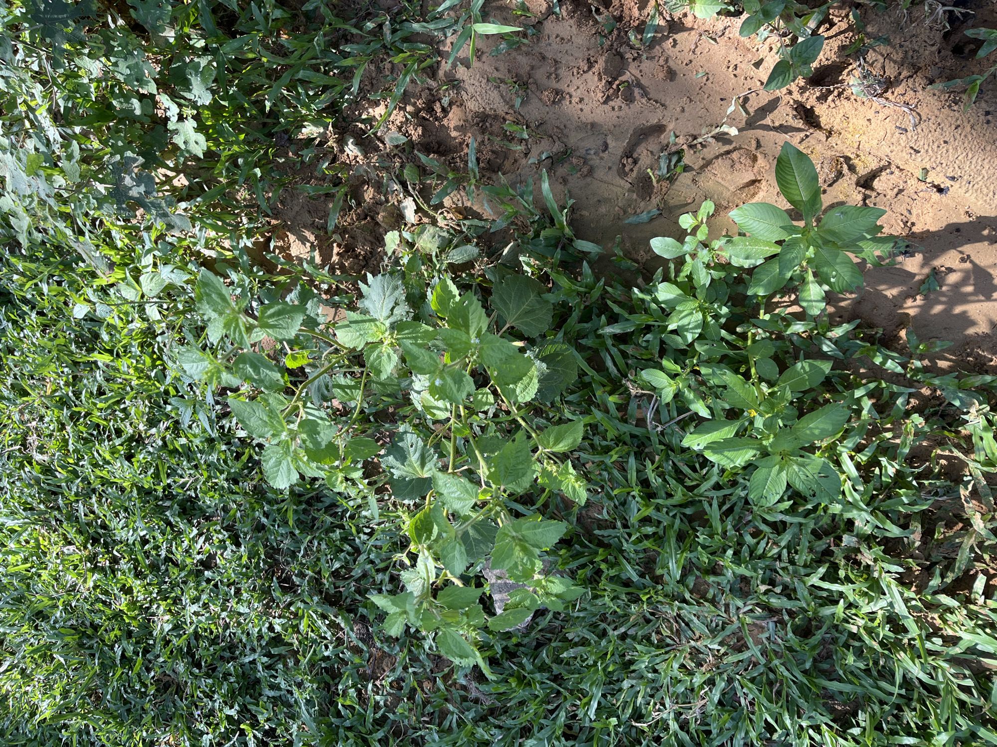 A sunny outdoor scene in Sukajadi, Indonesia, shows a patch of dense, green grass interspersed with areas of dry, reddish-brown soil. Several plants with broad, light-green leaves are growing among the grass and in the soil. One larger plant, centrally located, has a more complex branching structure with numerous leaves. Shadows from nearby foliage fall across the ground, indicating it is midday. The overall impression is one of a natural, uncultivated area.