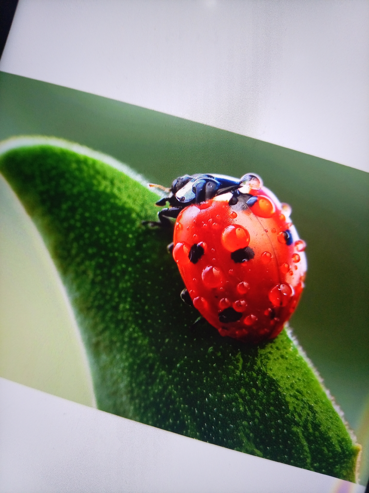 A close-up, slightly angled shot shows a bright red ladybug on a vibrant green leaf. The ladybug is covered in numerous small, clear water droplets, which create a shimmering effect across its surface. Its black spots are visible beneath the water. The leaf has a textured surface with tiny bumps and is also speckled with some water droplets. The background is softly blurred with shades of green and white, indicating a natural, outdoor setting. The image appears to be an artistic macro photograph.