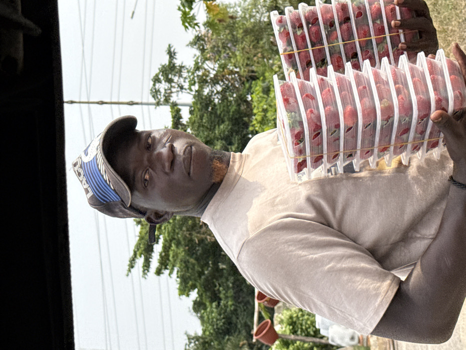 An outdoor, daytime image taken in Jakande, Nigeria, shows a dark-skinned male subject from the chest up, positioned slightly to the left of the frame's center. He wears a light brown, short-sleeved t-shirt with a high collar and a dark baseball cap with blue and white stripes and a white logo on the front. He has a reddish-brown goatee and a distinct scar on his right cheek. The subject holds two tall stacks of clear plastic containers filled with red strawberries; each stack, comprising approximately eight containers, is secured with yellow elastic bands. His gaze is directed slightly to the viewer's left. The background features lush green foliage, utility poles with overhead wires, and a hazy or overcast sky. On the far left, terracotta-colored pots are visible among other indistinct objects, suggesting a roadside or market setting.