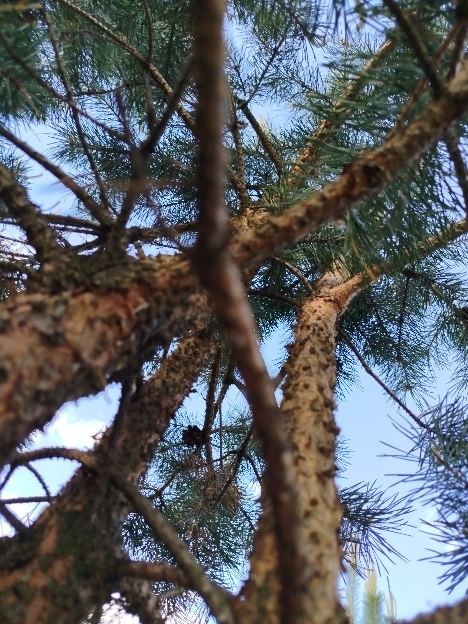 The image shows a low-angle view looking up into the branches and needles of a pine tree. The tree trunks are brown with textured bark, and the needles are green. The sky is visible through the branches and is a light blue color. A single pinecone is visible. No people are present. The photo may have been taken in Заречье, Russia.