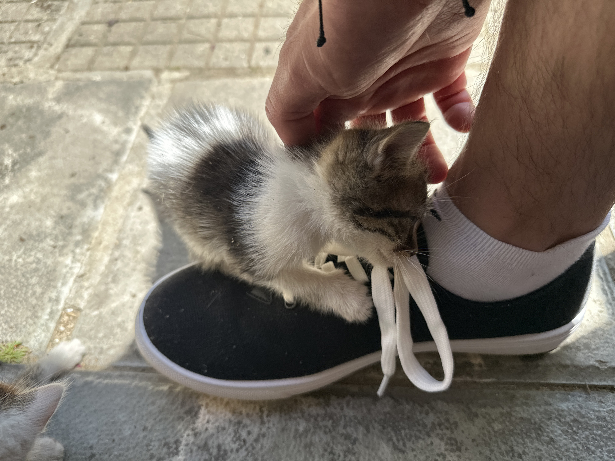 A kitten with white and grey fur is resting on a person's black shoe with white shoelaces and a white sole. The person's hand is near the kitten, seemingly petting it. The person is wearing a white sock. The photo was taken on stone pavers in Mrachenik, Bulgaria. Another kitten is partially visible in the lower left of the image.