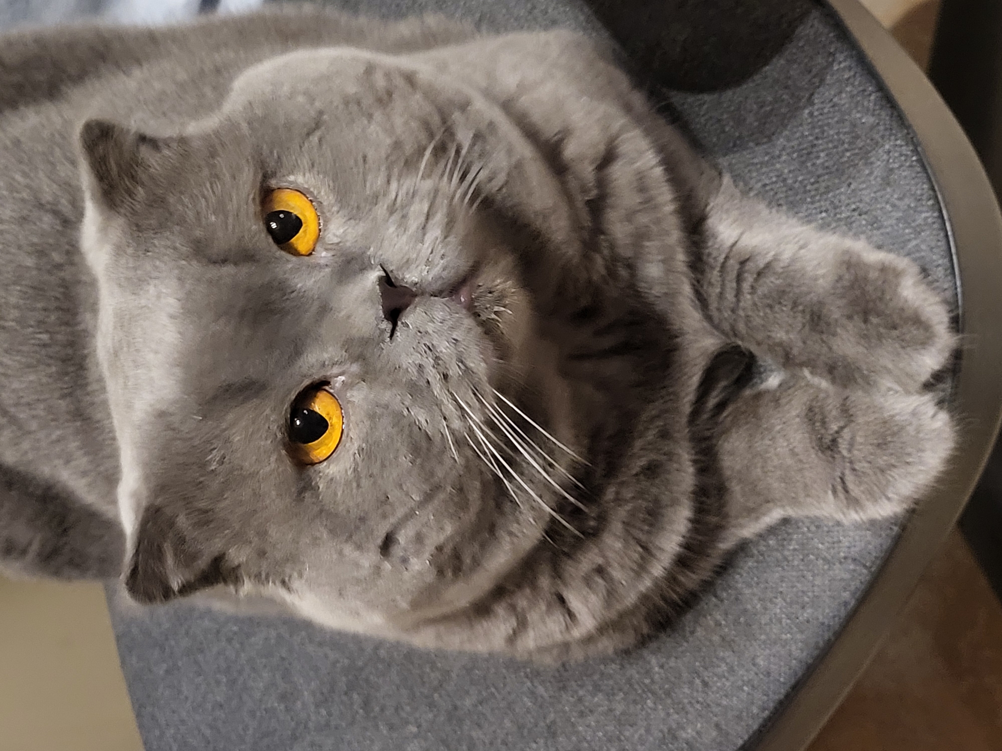 A British Shorthair cat with gray fur and bright orange eyes is lying on a gray fabric surface, possibly a chair or cushion. The cat is facing the camera with its front paws tucked neatly in front of its chest. Its head is slightly tilted, and its expression is alert. The background is blurred and out of focus, suggesting a shallow depth of field.