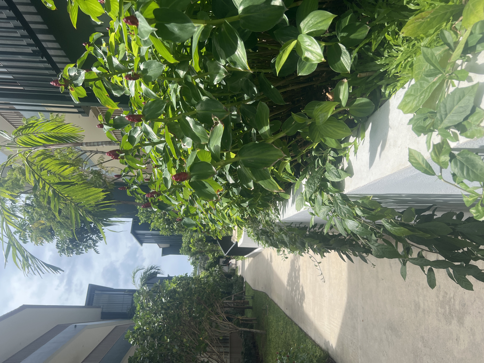 This is a vertical, eye-level, outdoor shot of a pathway in Ko Samui District, Thailand, with lush tropical foliage and modern architecture. The pathway, paved with concrete, curves slightly to the left and leads towards the background, where two figures are walking away from the camera. On the right side of the pathway, vibrant green plants with red cone-shaped flowers line a low white wall. Behind these plants, a modern building with dark vertical slats is visible. To the left of the pathway, more greenery and trees are present, with a multi-story building featuring light-colored exterior walls and dark balconies in the background. The sky above is partly cloudy. The scene evokes a sense of tranquility and a resort-like atmosphere.