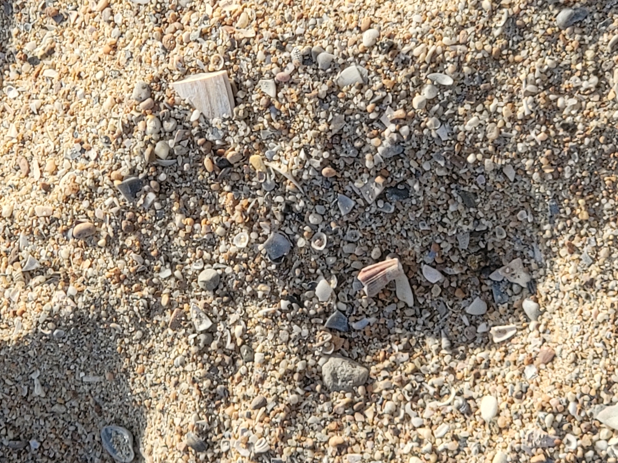 The image shows a close-up, overhead view of a sandy beach surface littered with small shells, pebbles, and broken shell fragments. The sand is a mix of light beige and brown grains. Several larger pieces of shell and rock are visible, including a light-colored, fragmented piece of shell in the upper right quadrant and a reddish-pink, segmented shell fragment near the center. There are no people or animals visible in the image. The lighting suggests a sunny day, casting subtle shadows on the uneven surface. The scene is consistent with a natural beach environment.