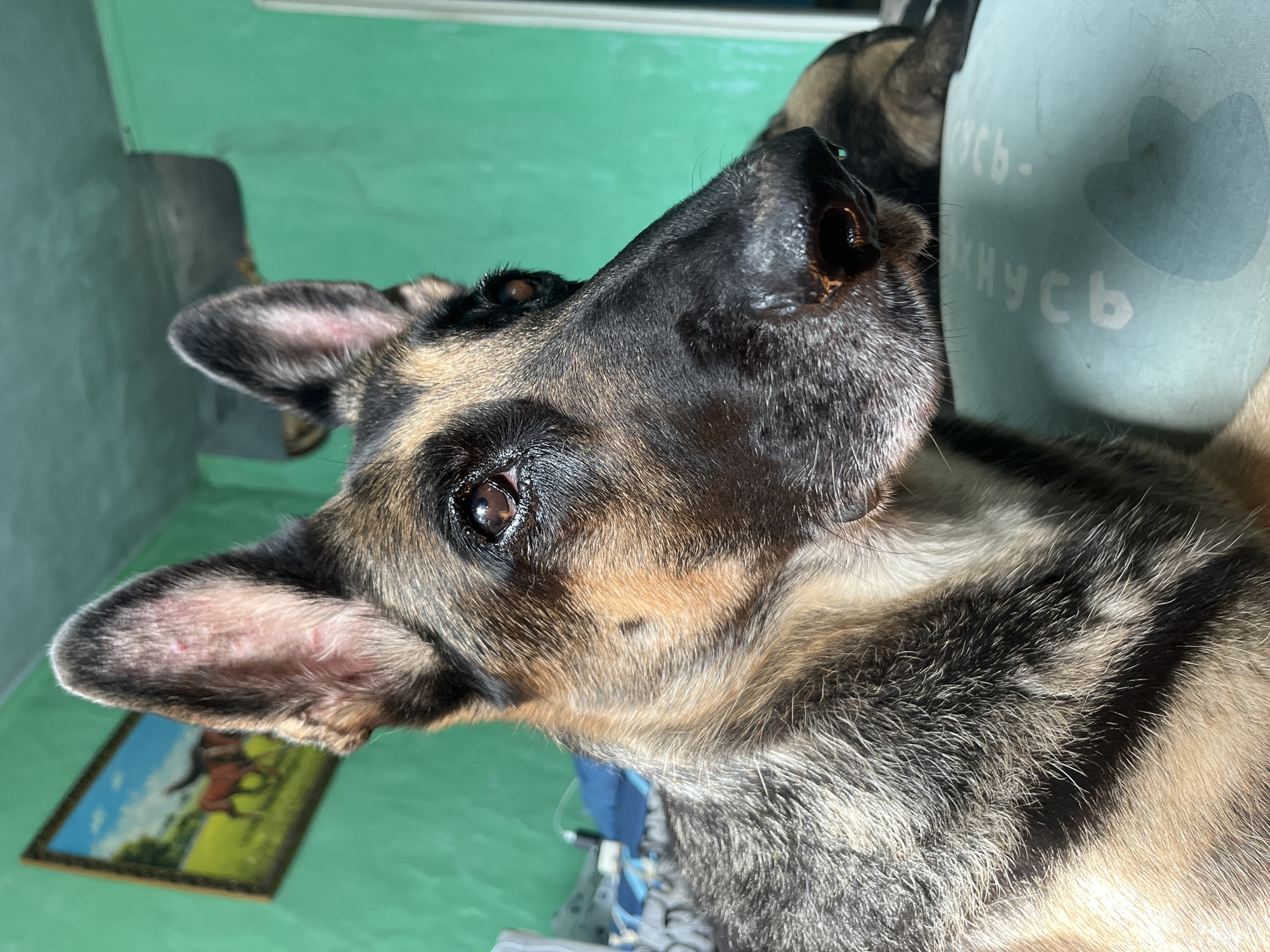 A close-up, eye-level shot shows a German Shepherd dog indoors. The dog is facing to the right, with its head and upper body filling most of the frame. Its fur is a mix of tan, black, and gray. The dog's ears are erect, and its eyes are dark brown. In the background, a green wall is visible, with a framed painting of two horses in a field hanging on it. A portion of another dog, likely also a German Shepherd, is visible lying down to the right of the main subject. The scene appears to be a domestic indoor environment.