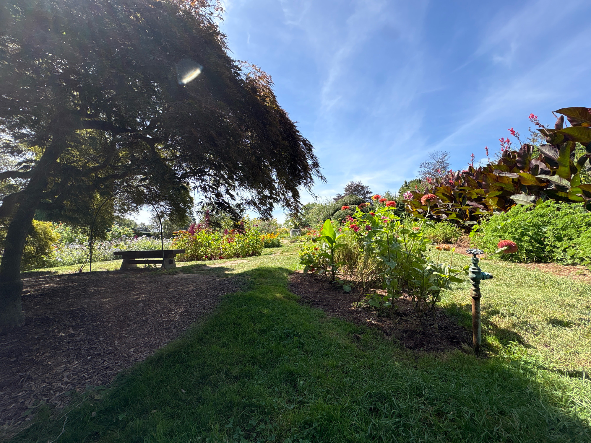 This is a wide-angle, eye-level, outdoor, daytime photograph taken in a garden located in Waterford, United States of America. The scene is dominated by a large, dark-leafed tree on the left, with its branches extending into the upper left quadrant of the frame. Beneath the tree, a mulched path leads to a stone bench situated on the left side of a grassy area.
The right side of the image features a vibrant garden bed filled with various plants. Tall, dark-leafed plants with red blossoms are prominent in the background, contrasting with bright orange and pink flowers closer to the foreground. A spigot with a red handle stands in the grass to the right of the garden bed. The ground is covered in a mix of grass and mulch, with a pathway winding through the scene. The sky above is a clear blue with wispy white clouds. The lighting suggests a sunny day, with shadows cast by the tree and other objects. There are no people visible in the image.
