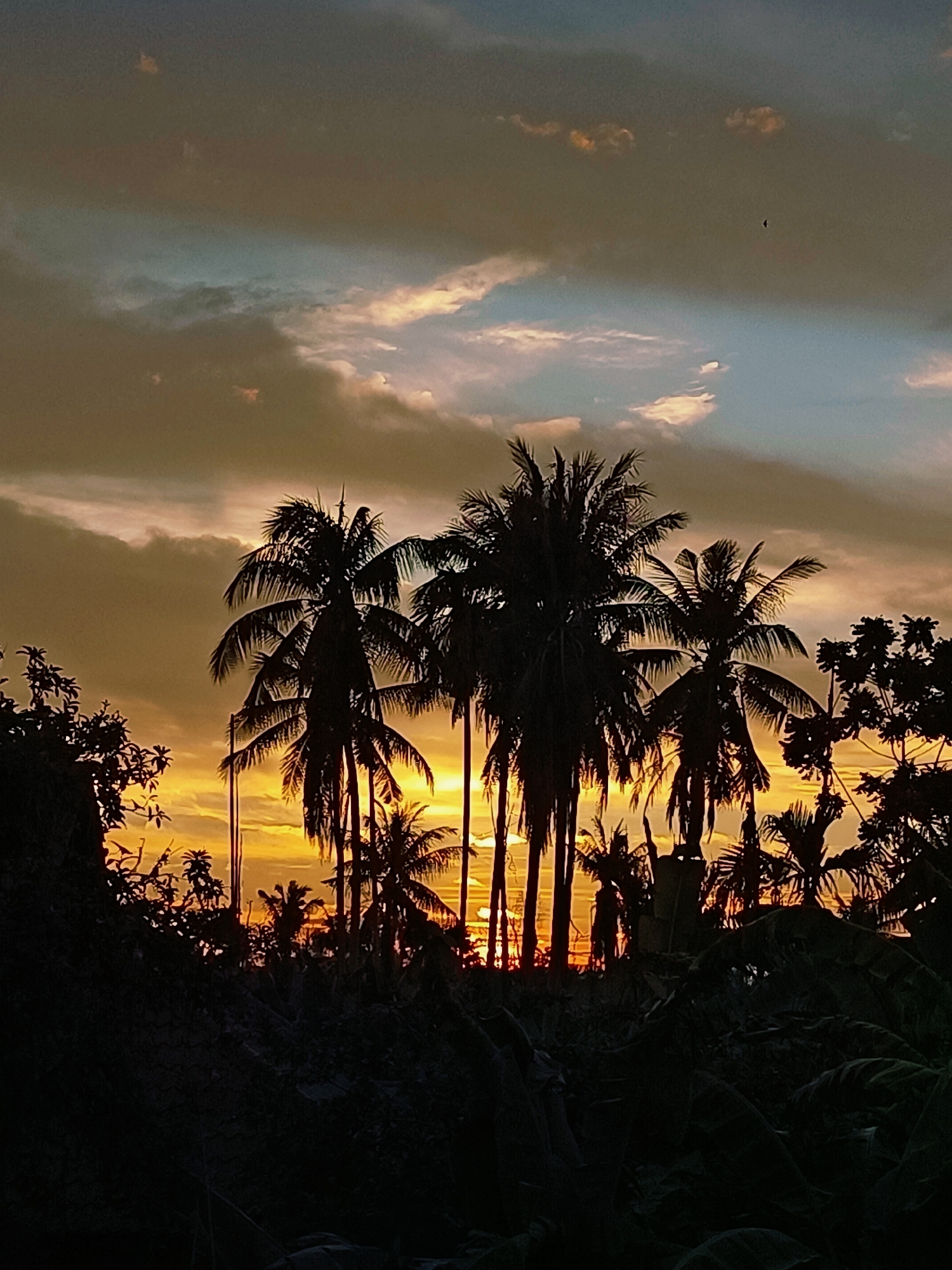 The image captures a silhouette of palm trees against a vibrant sunset sky in Blang Cut, Indonesia. The sky is filled with hues of orange, yellow, and hints of blue from scattered clouds. Several palm trees, silhouetted in dark brown and black, dominate the foreground, their fronds fanned out against the colorful backdrop. The lower part of the image is filled with the dark silhouettes of dense foliage and possibly some vegetation. The lighting suggests it is late evening, likely during the golden hour of sunset. There are no people visible in the scene. The overall impression is a serene tropical landscape at dusk.