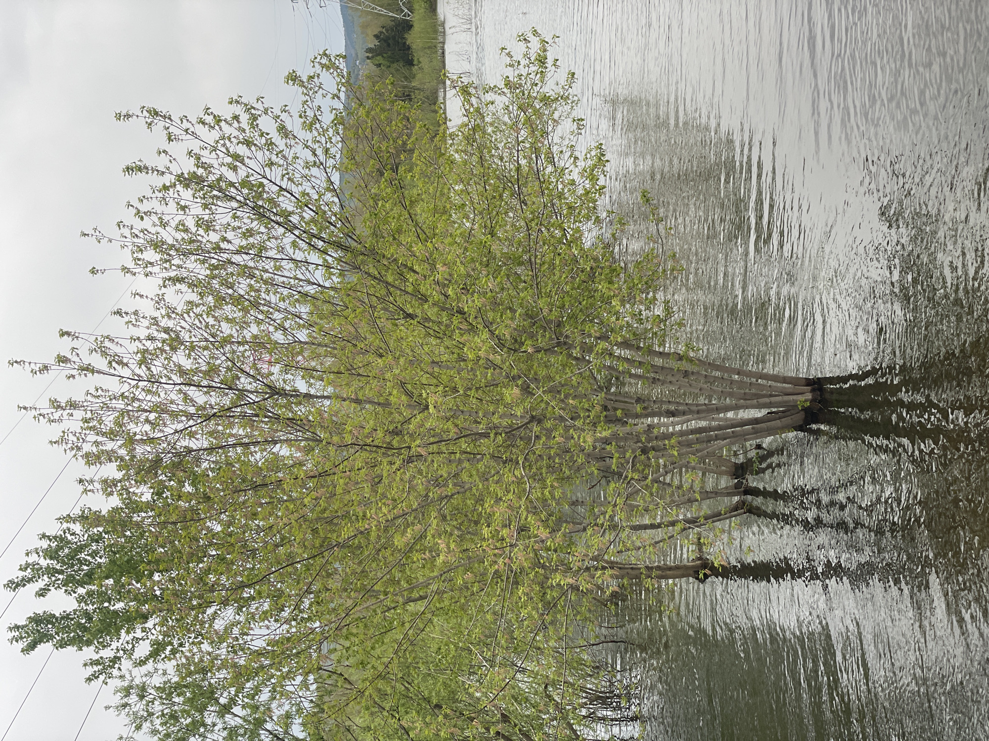 A horizontal photograph shows a tree with light green leaves and a multi-trunk base standing in water. The water is still, reflecting the tree's branches and leaves. The sky is overcast, casting a soft, diffused light over the scene. The location may be Krasnoyarsk, Russia. In the background, utility poles can be seen in the distance.