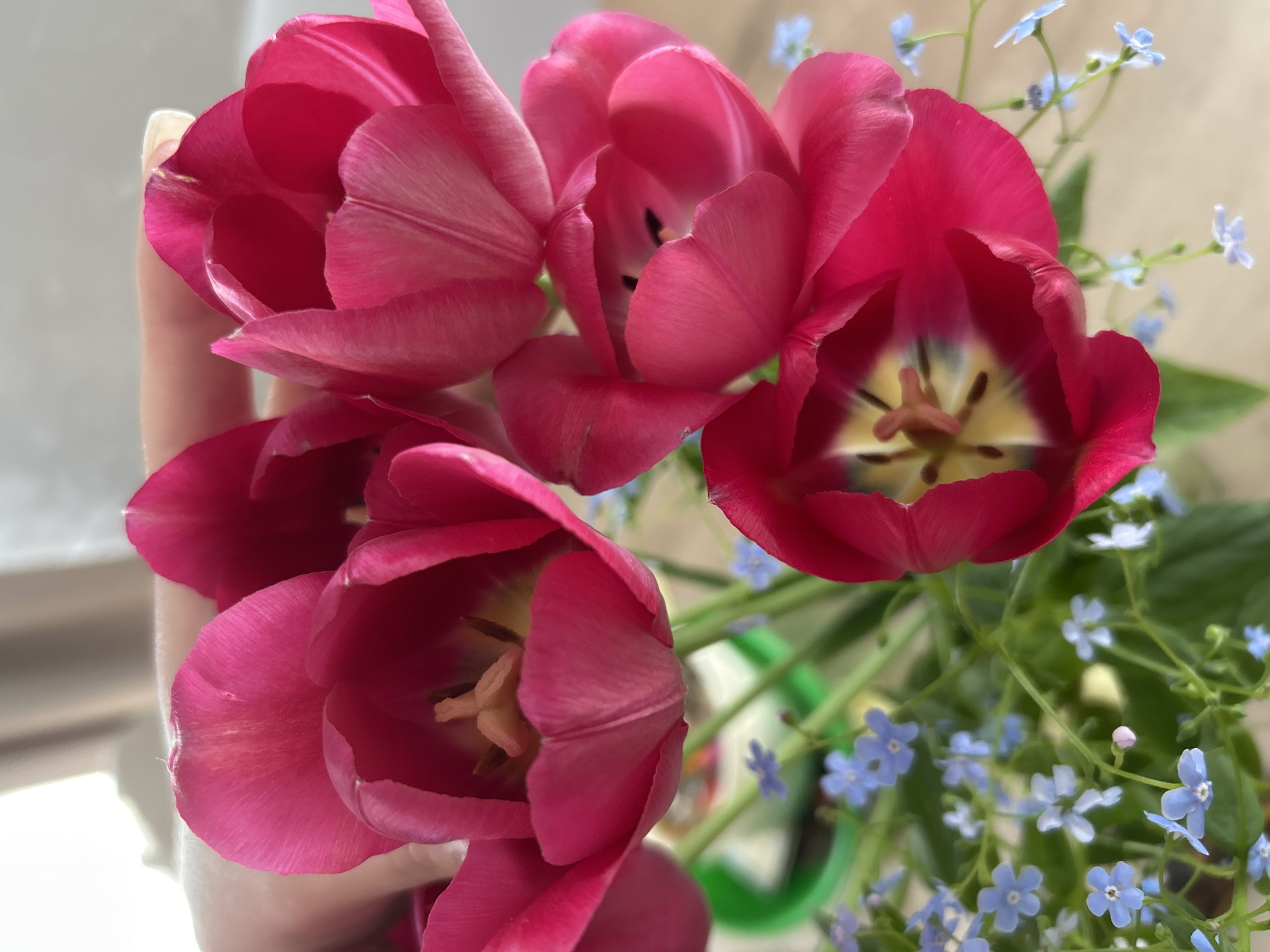 A close-up shot depicts a bouquet of vibrant red tulips and delicate blue forget-me-nots. Four tulip blooms dominate the frame, showcasing their open petals and the distinctive star-shaped patterns within. The forget-me-nots add a touch of contrasting color and texture. A hand can be seen partially holding the tulips. The vase is green and mostly obscured by the flowers and leaves. The image was taken in a building in the city of Chaikovsky, Russia.